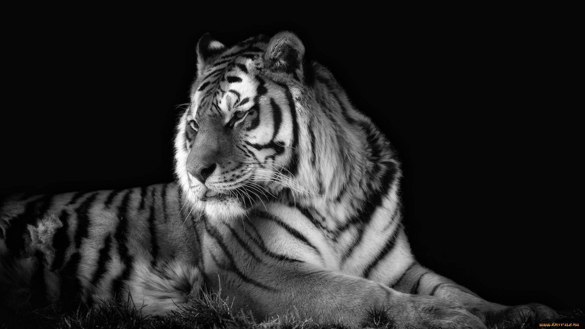 Картинки белого тигра на черном фоне