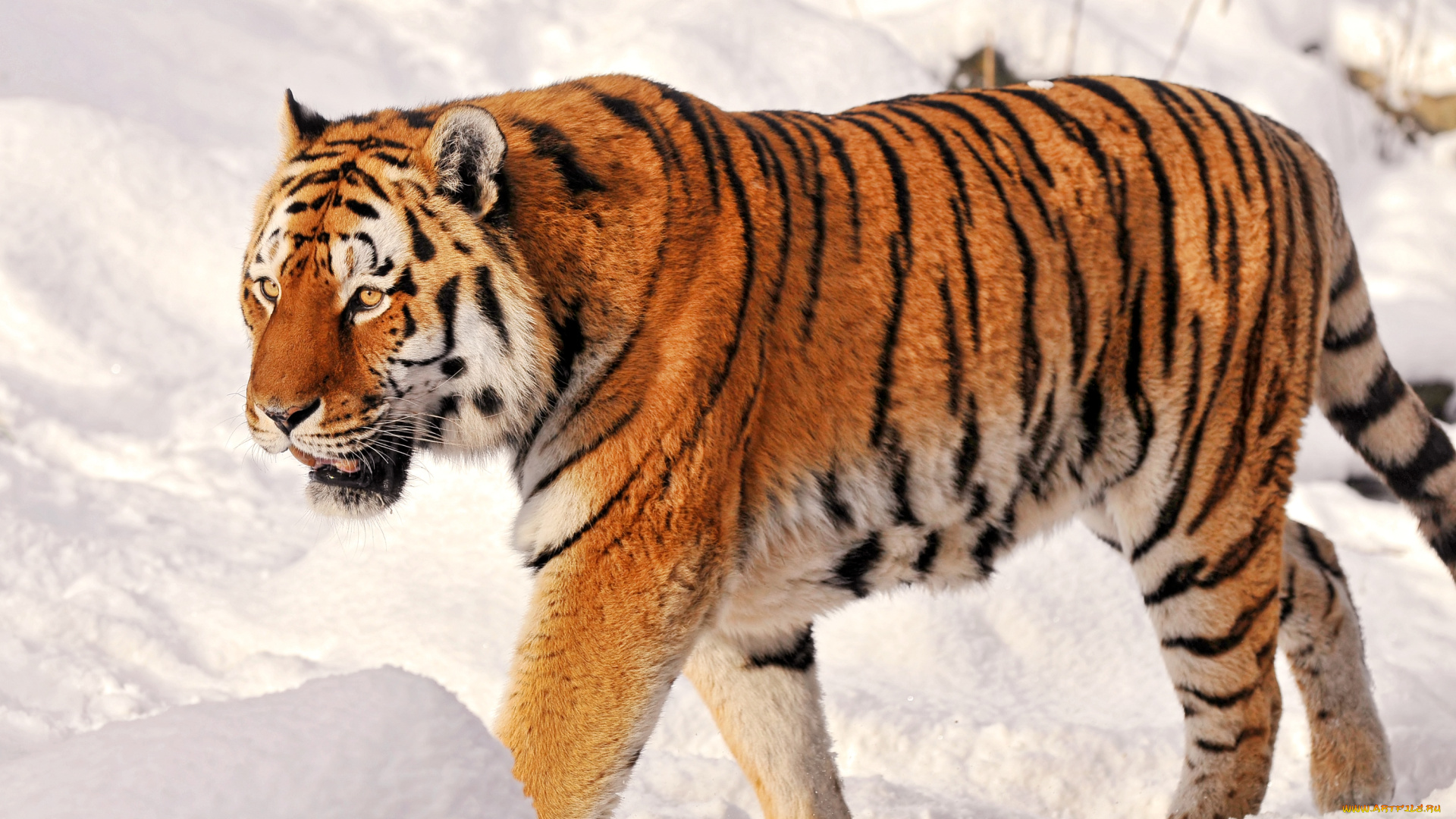 животные, тигры, снег, полосатый