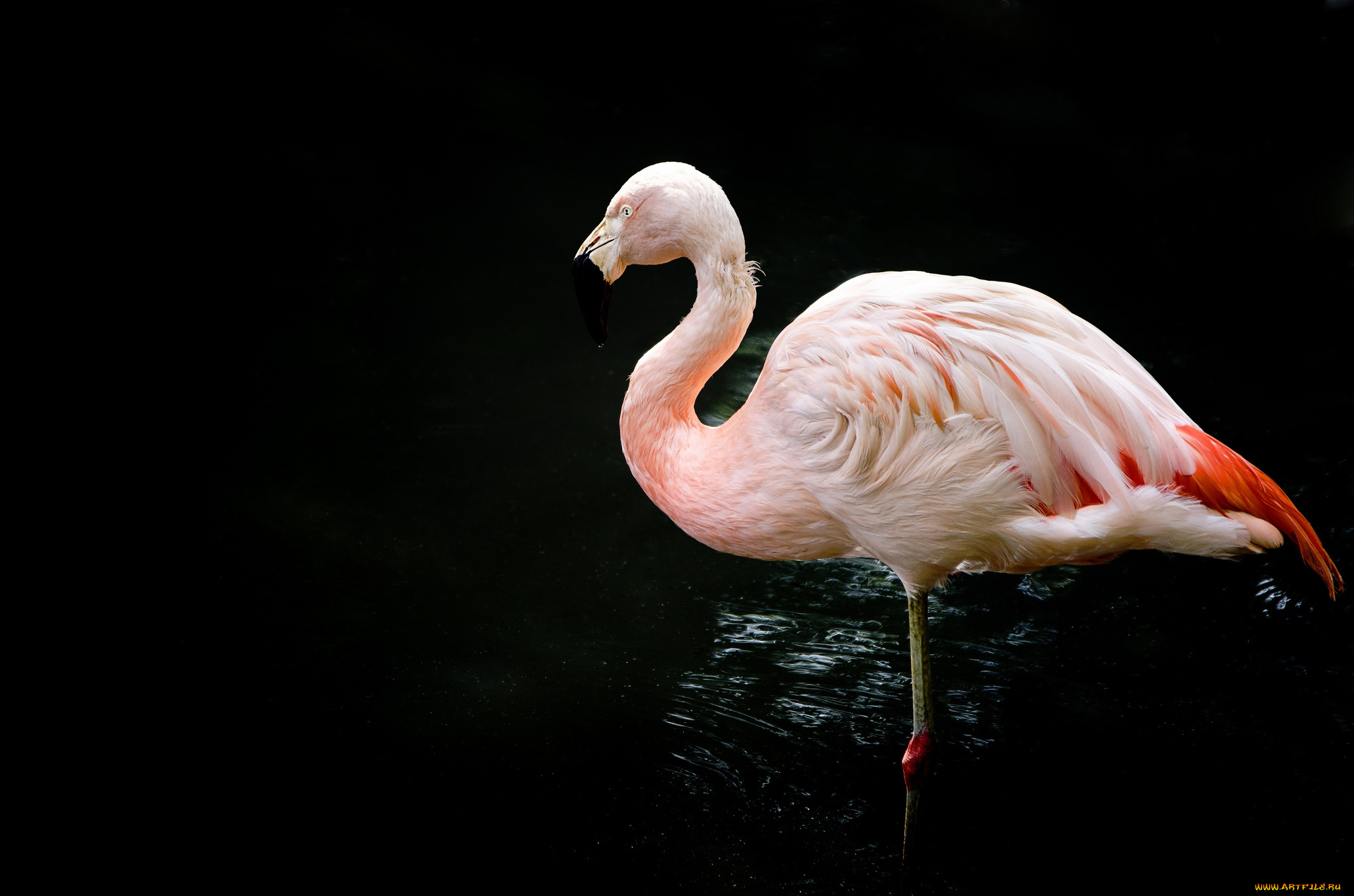 животные, фламинго, розовый, перья