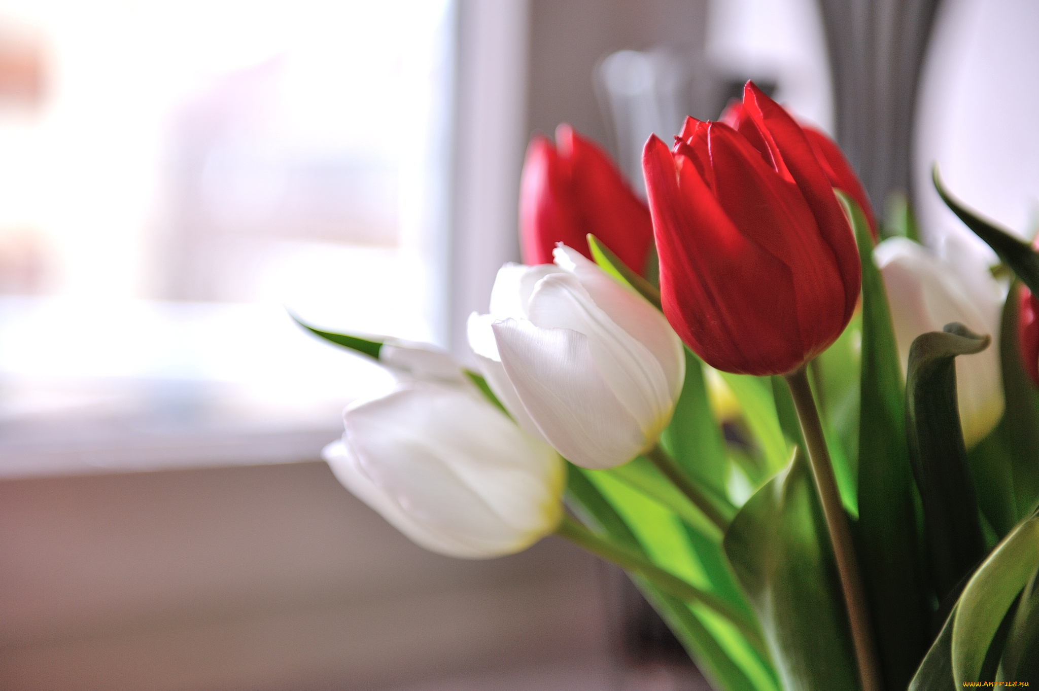 цветы, тюльпаны, белый, красный