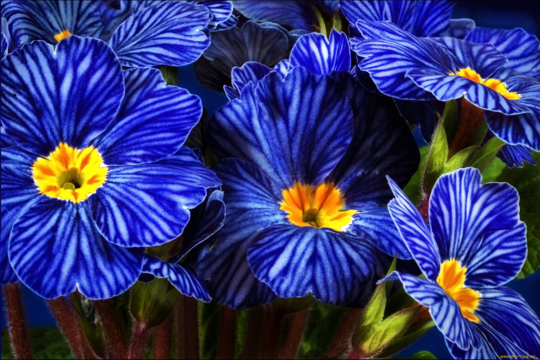 цветы, примулы, синий
