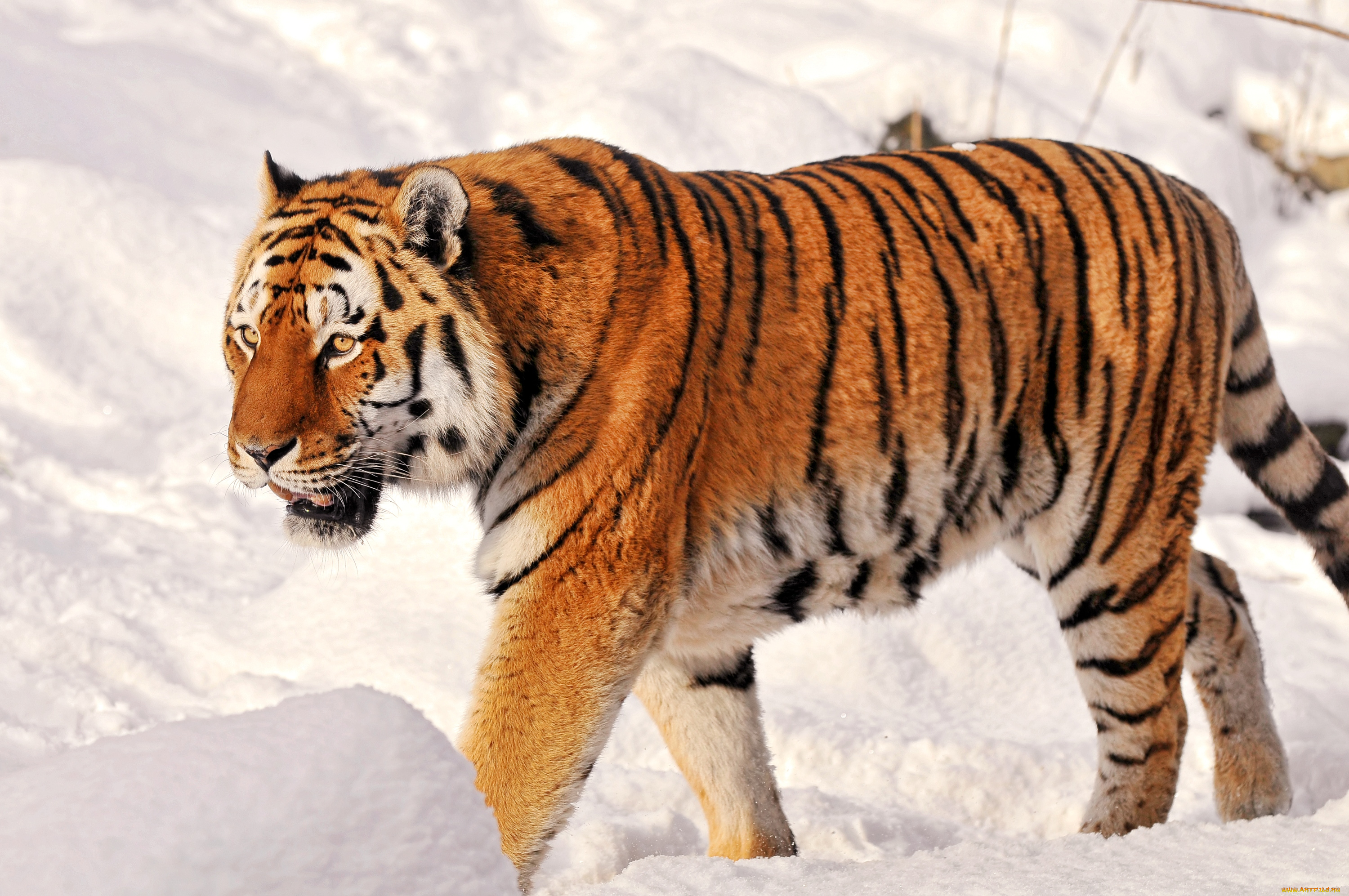 животные, тигры, снег, полосатый