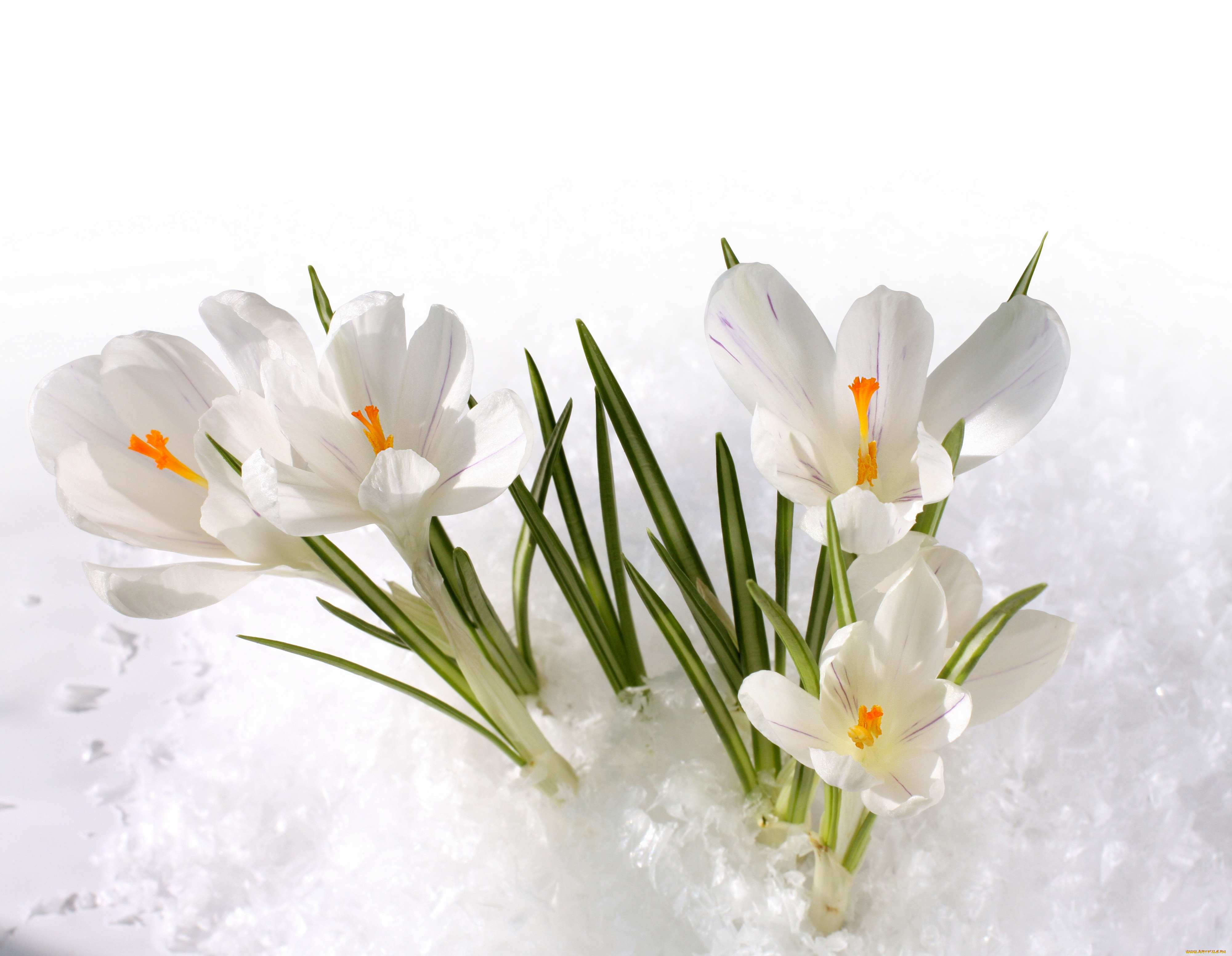 цветы, крокусы, снег, весна