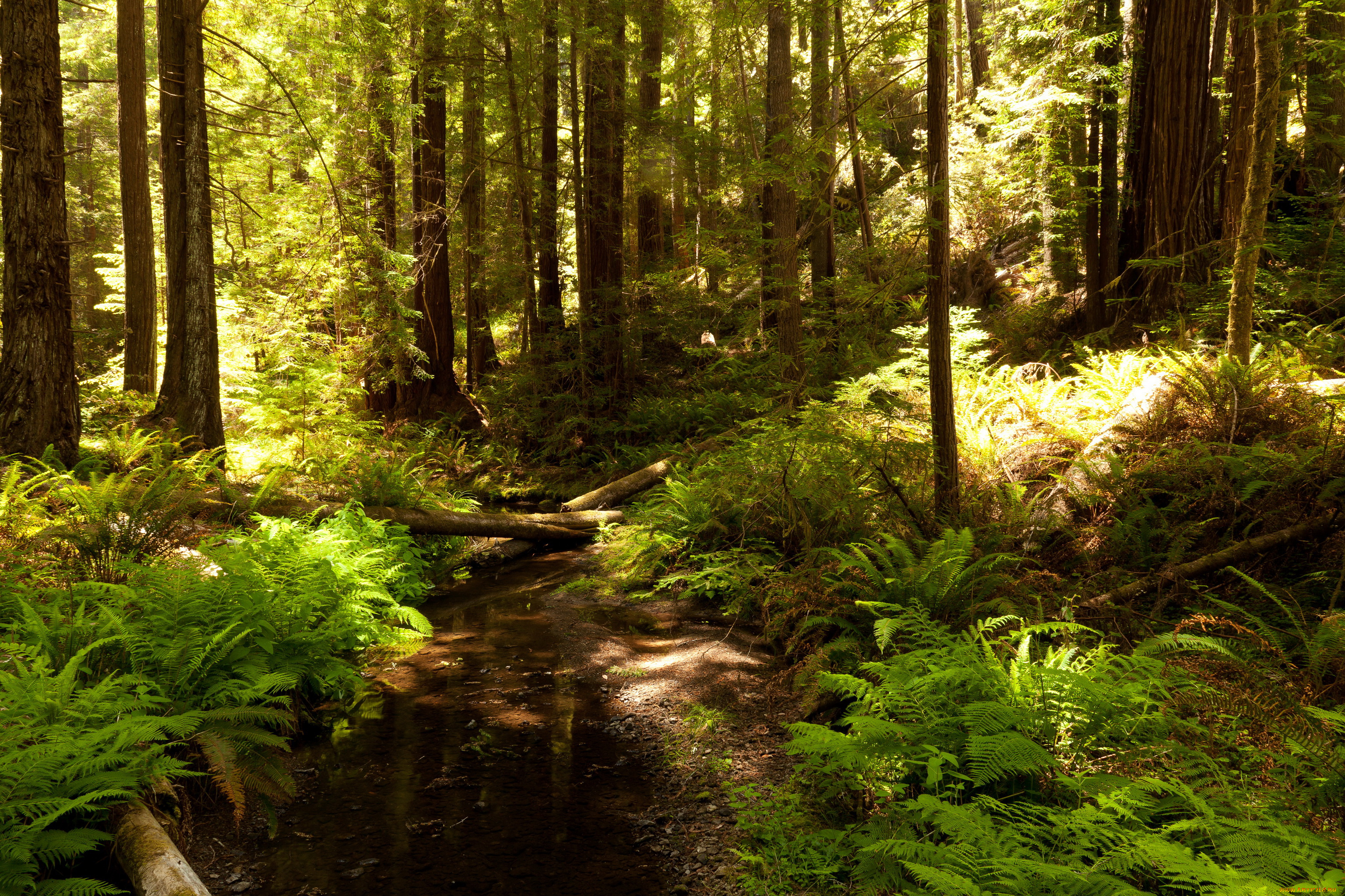 Приветливый лес. Национальный парк «Редвуд» Калифорния, США. Природа лес. Фото леса. Ручей в лесу.