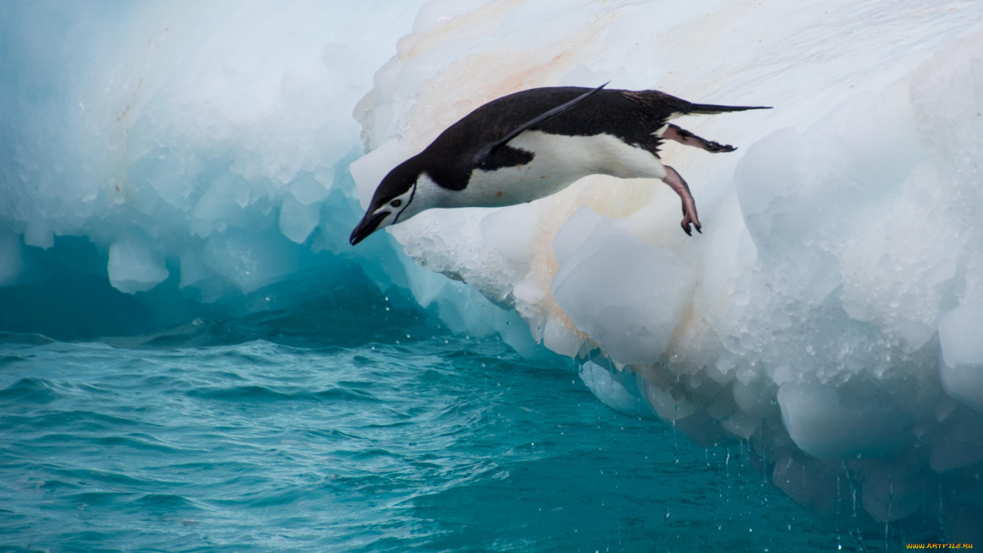 животные, пингвины, антарктический, пингвин, птица, прыжок, льдина, вода
