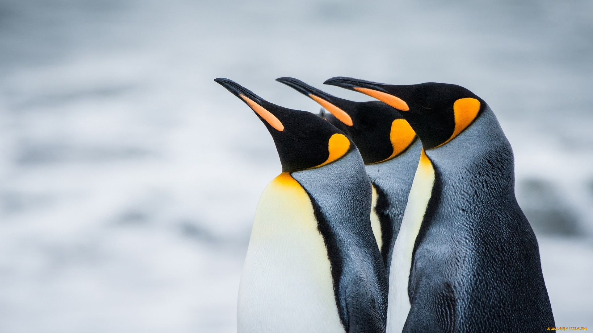 животные, пингвины, профили, снег