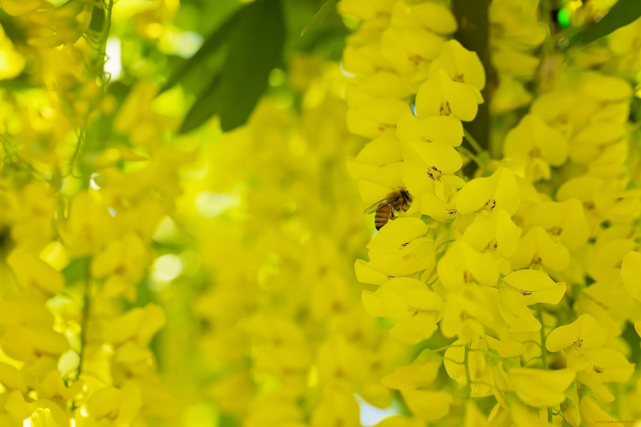 цветы, глициния, бобовник, кисти, цветки, пчела, насекомое, макро