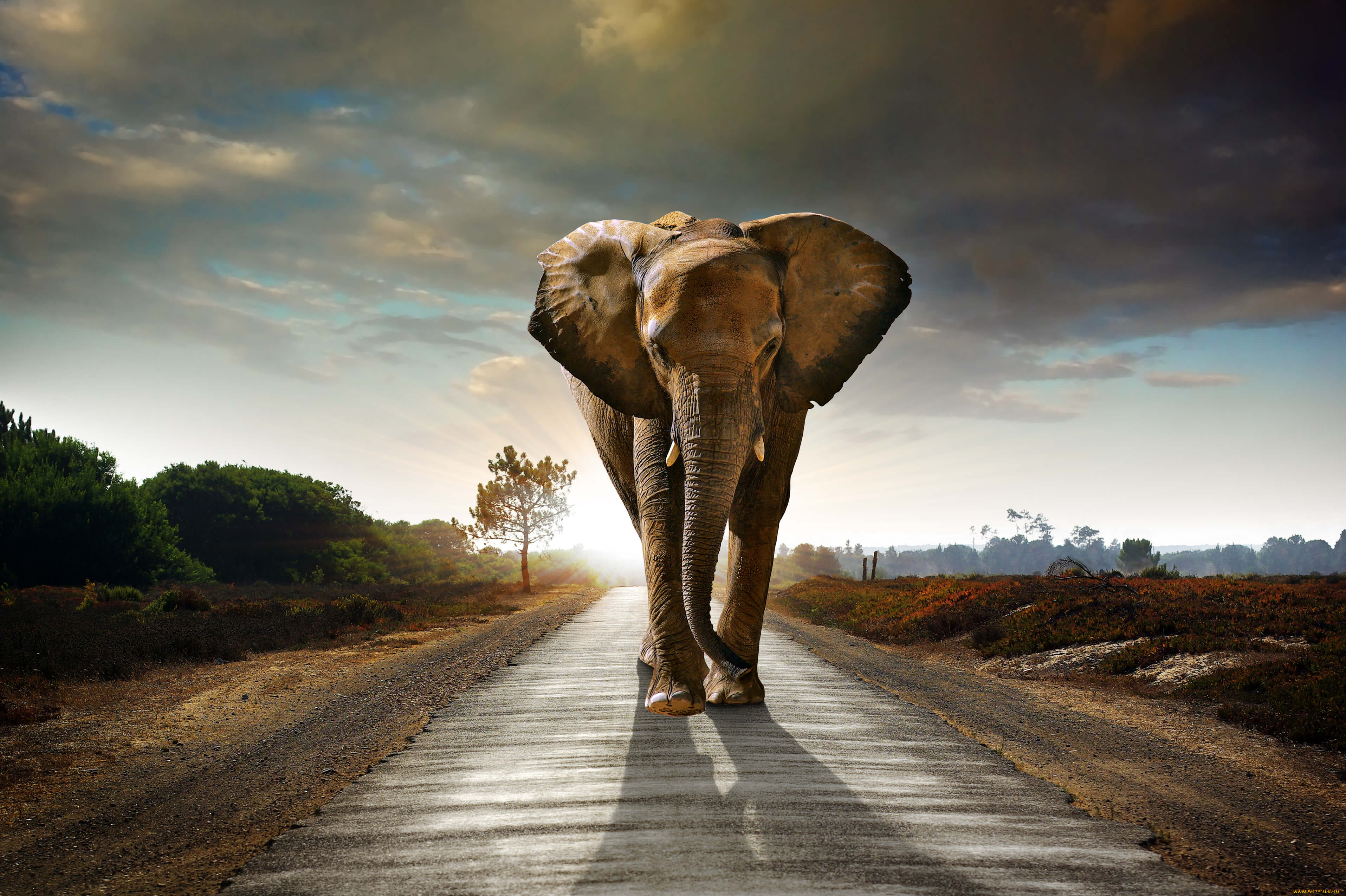животные, слоны, млекопитающее, elefant, саванна, слон, дорога, идёт