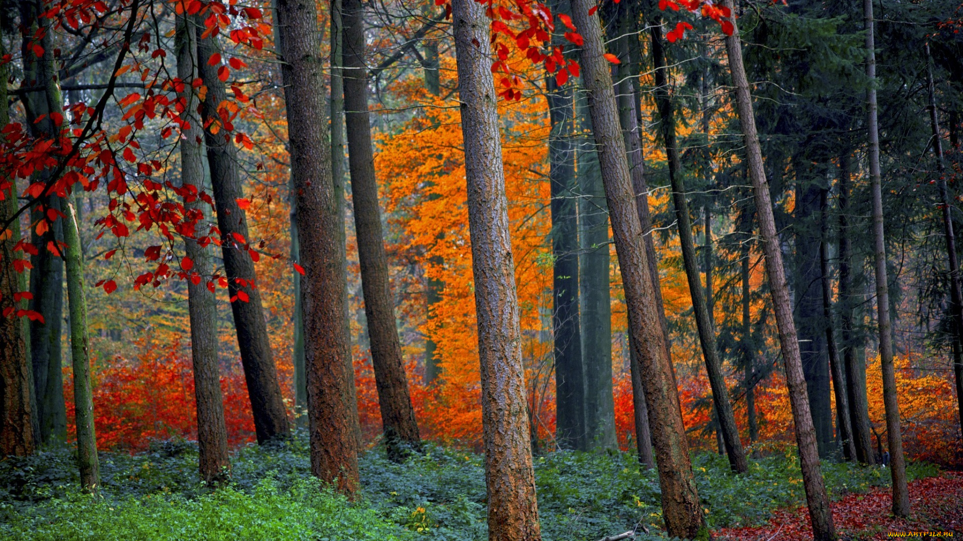 природа, лес, trees, foliage, forest