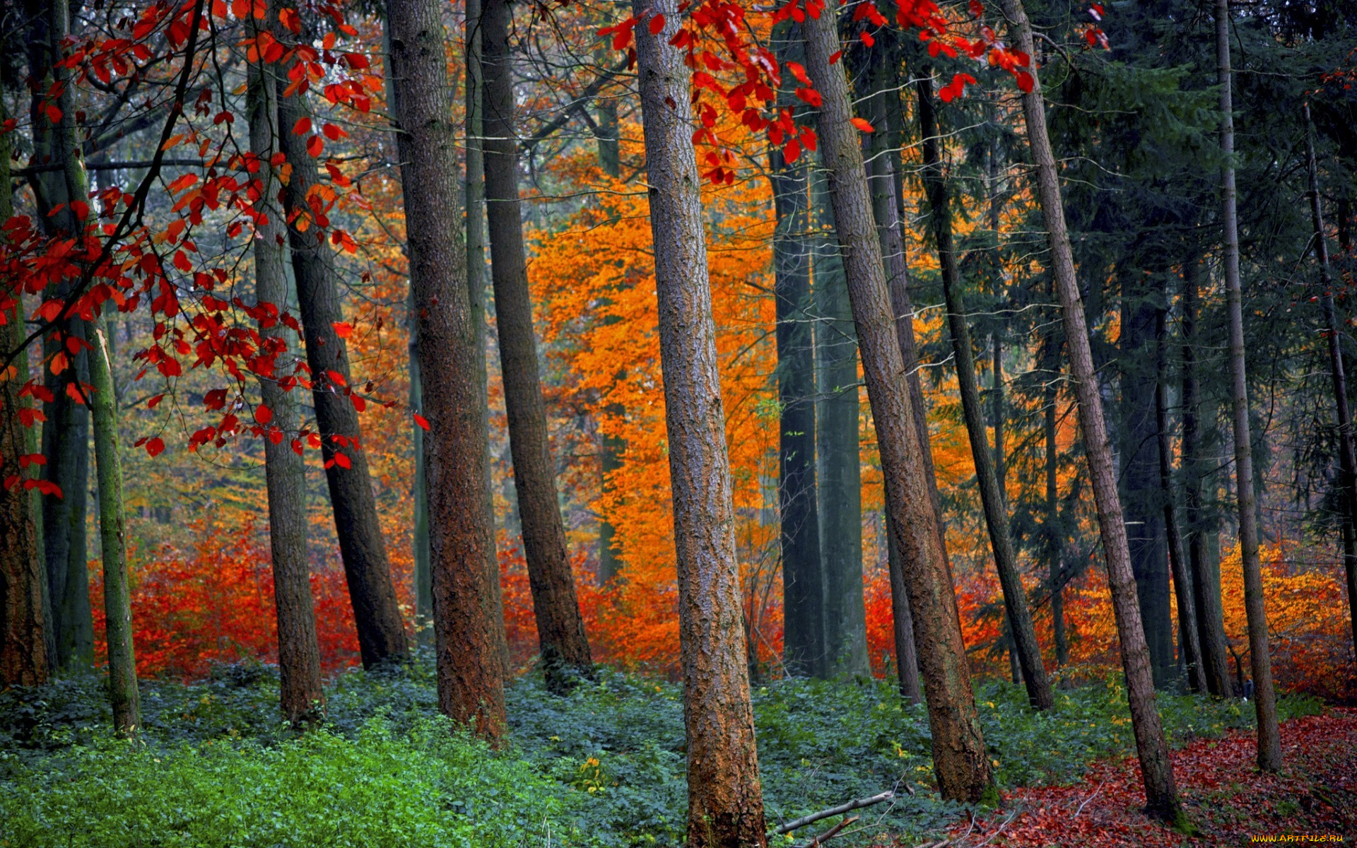 природа, лес, trees, foliage, forest