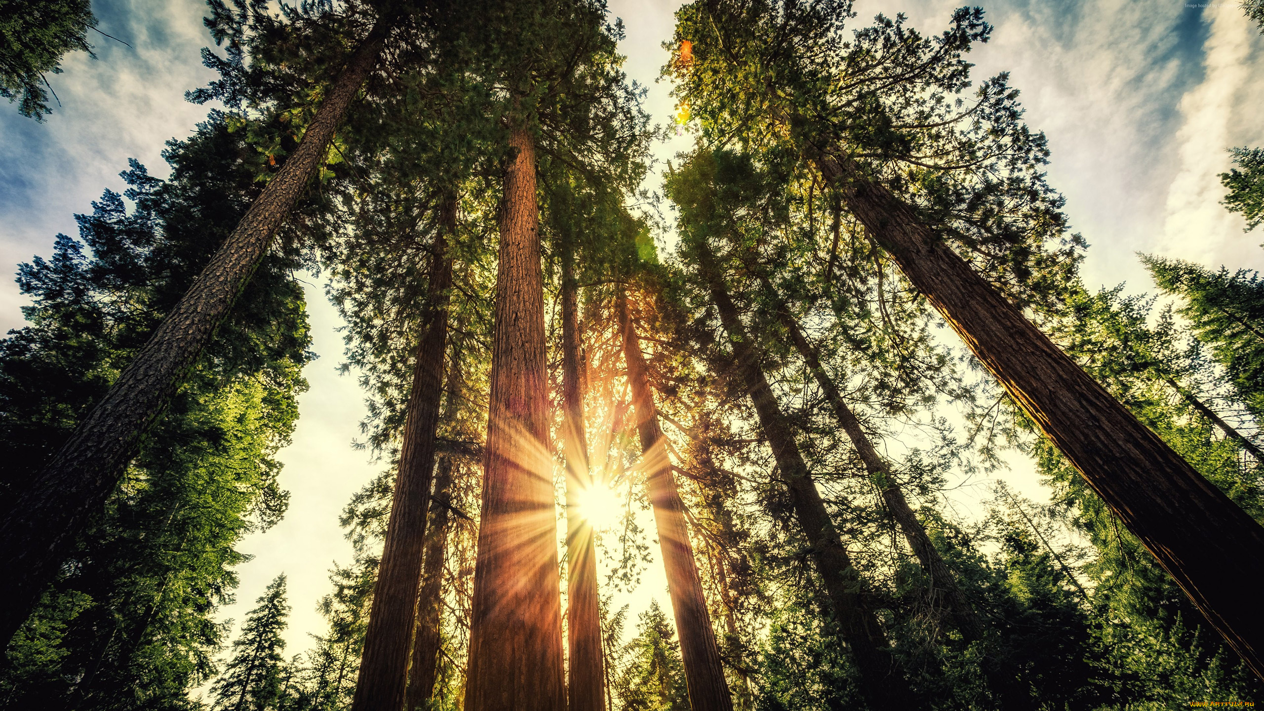 sequoia, national, park, природа, лес, sequoia, national, park, деревья, солнце, лучи