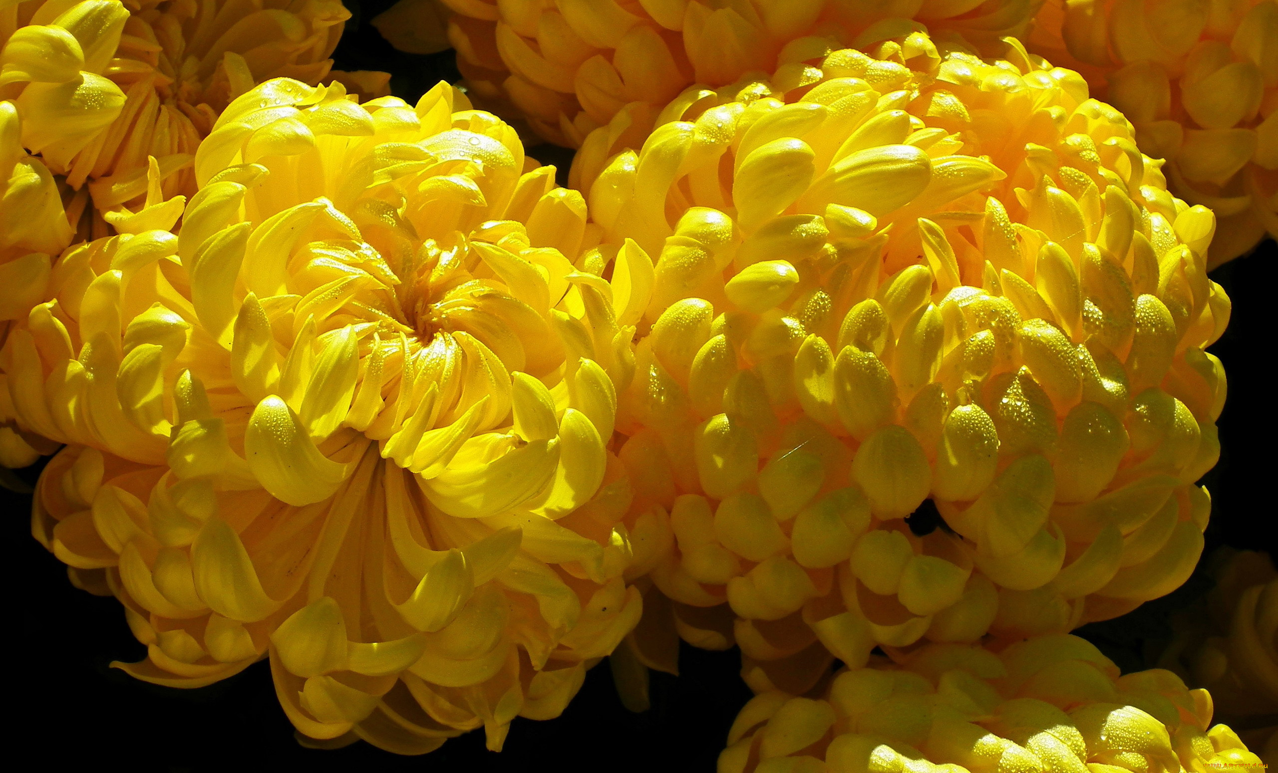 цветы, хризантемы, желтые, макро, капли