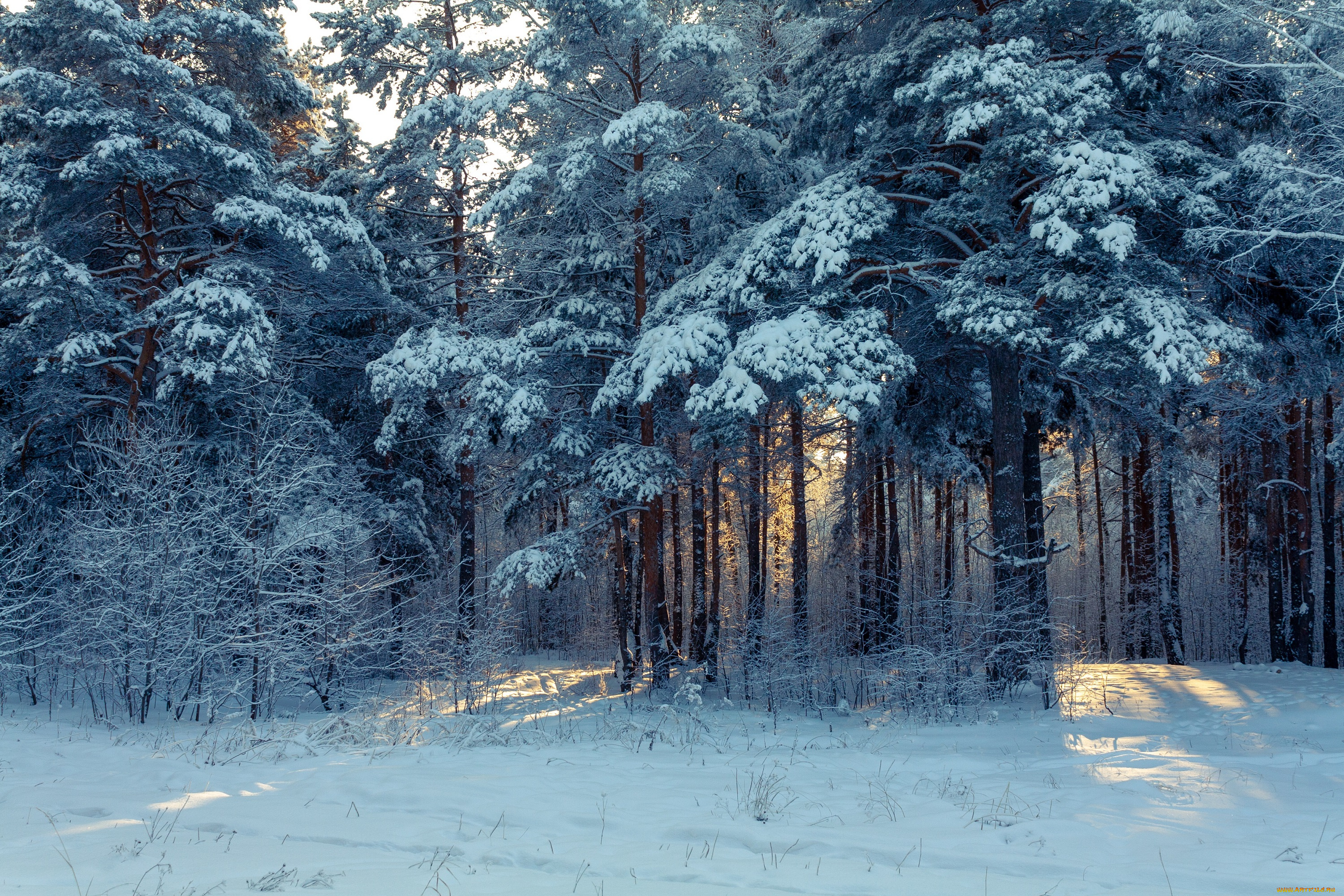 природа, зима, лес, снег, россия, урал