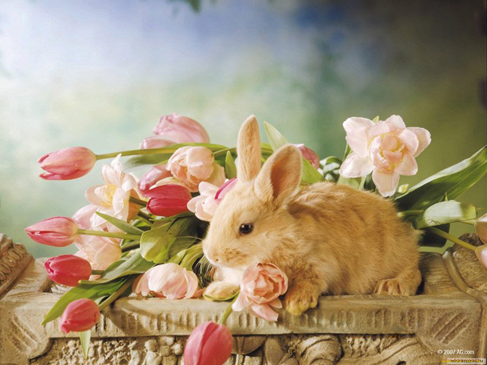 Поздравление зайца с днем рождения. Кролик с цветами. Кролик с цветочком. Кролик в цветах открытка. Зайчонок с цветами.
