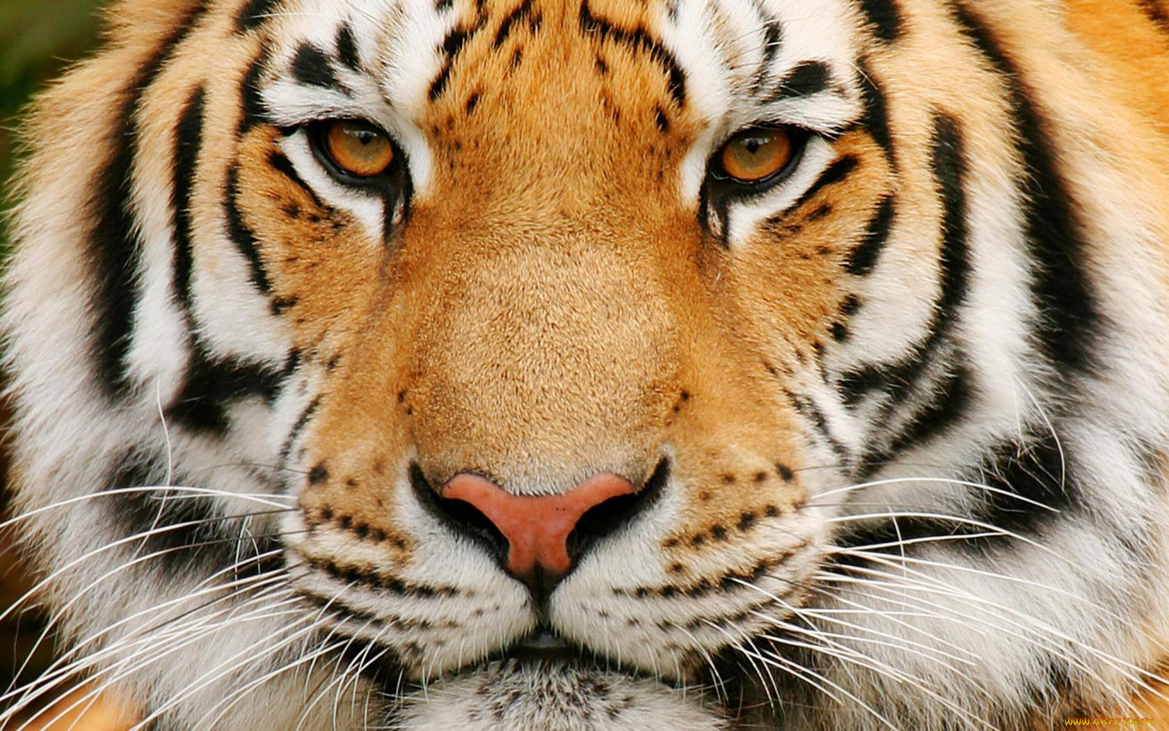 морда, тигра, животные, тигры, полоски, нос, глаза, усы