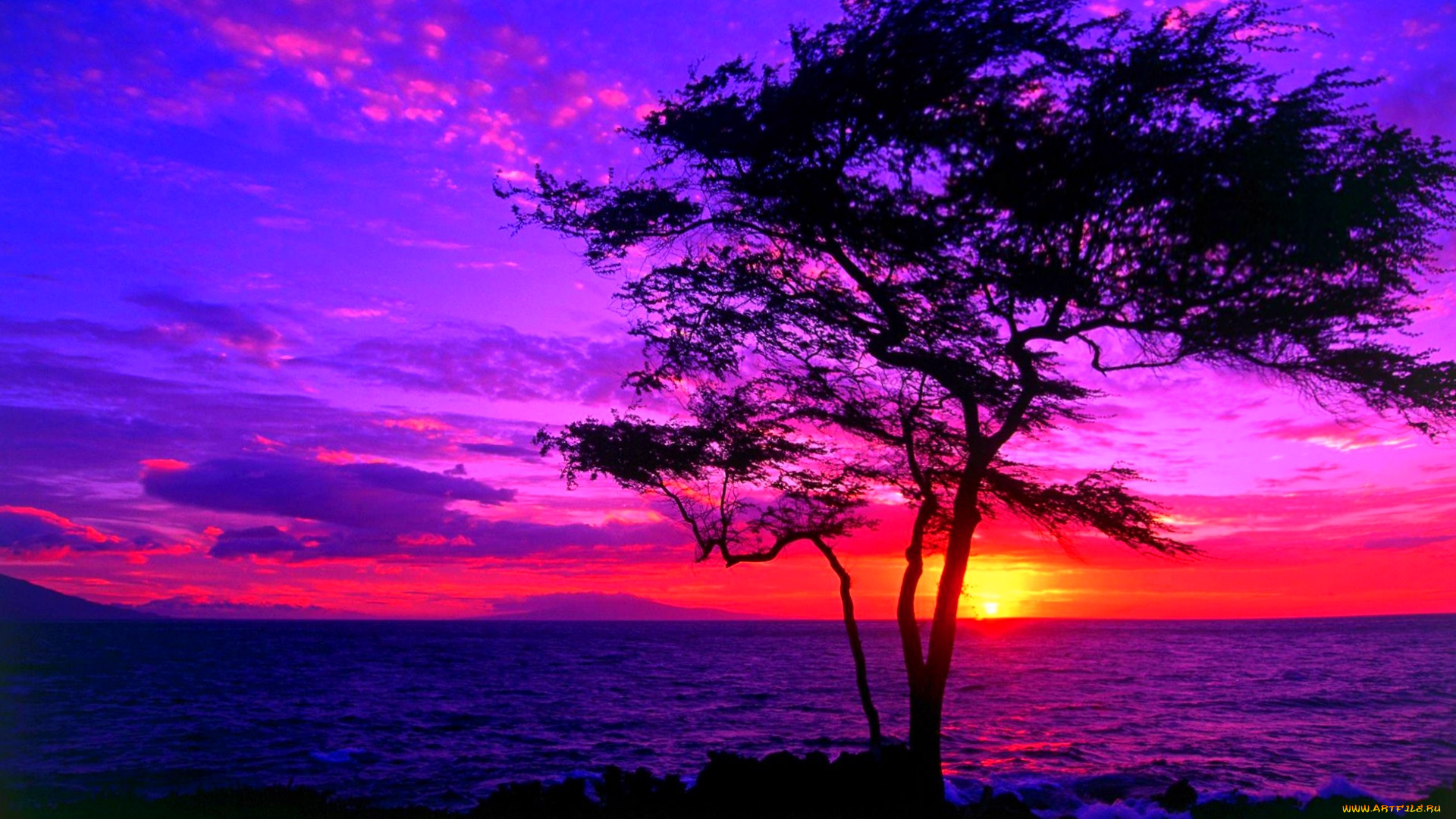 beautiful, sunset, природа, восходы, закаты, закат, дерево, вода