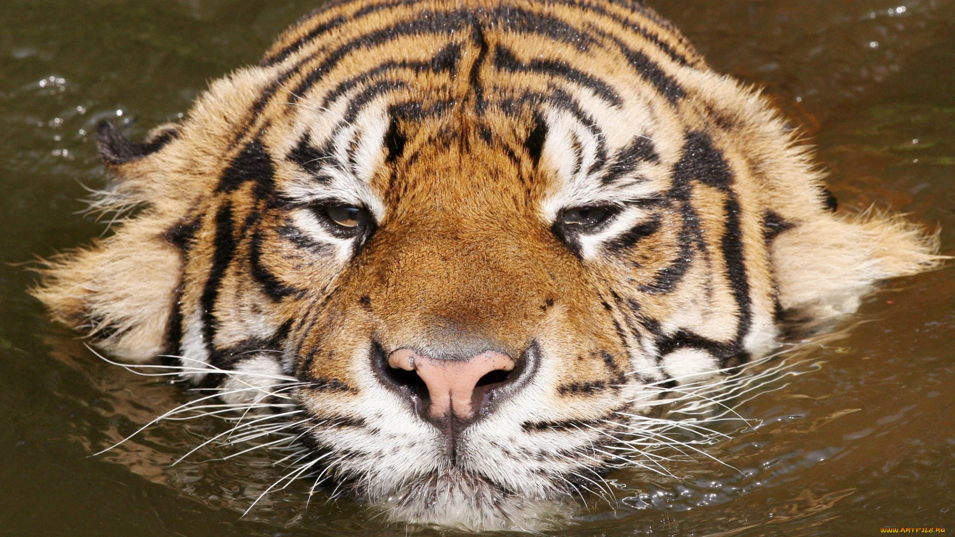 плывущий, тигр, животные, тигры, плывёт, вода, морда