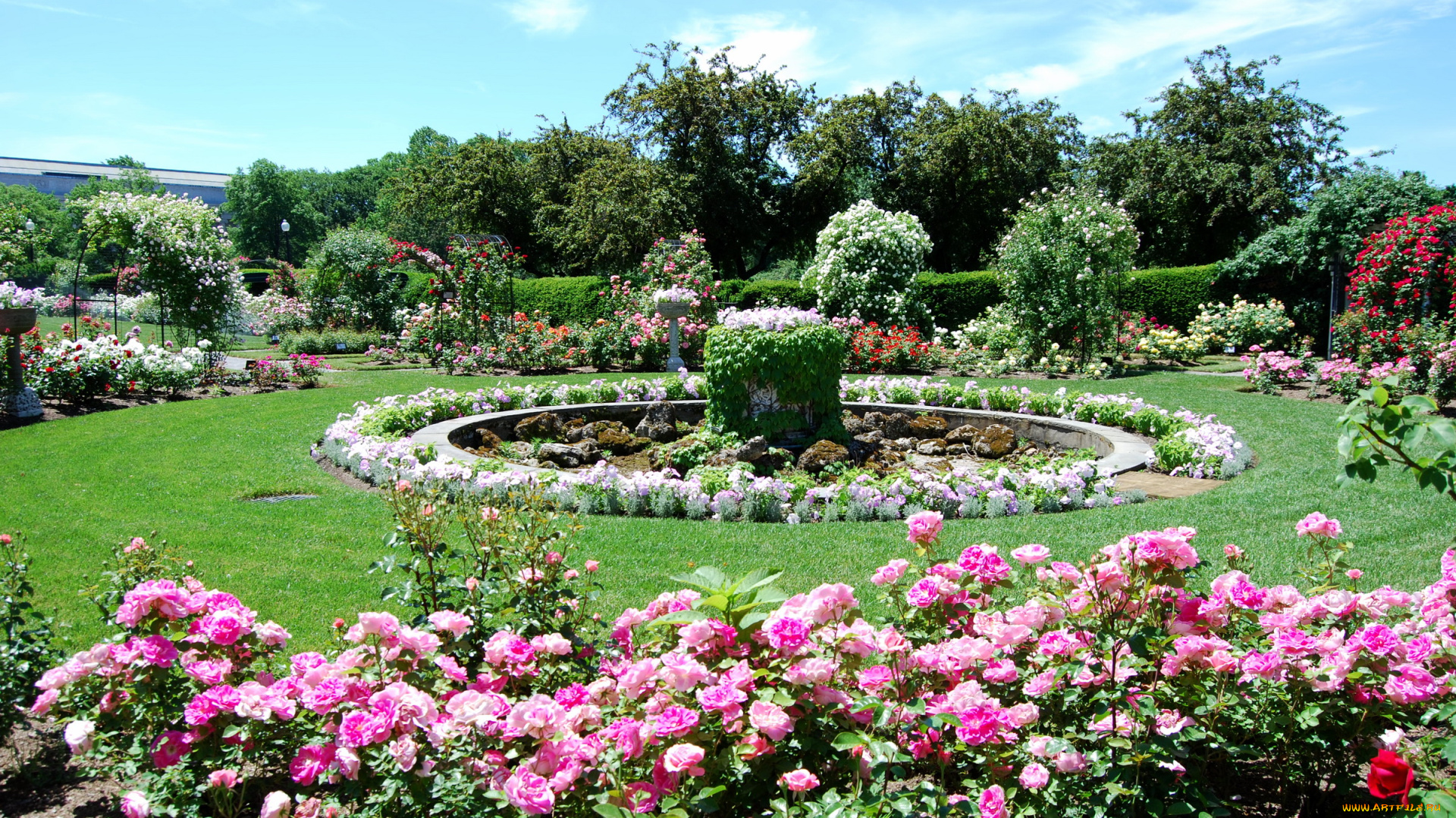 природа, парк, rose, gardens, usa, boston