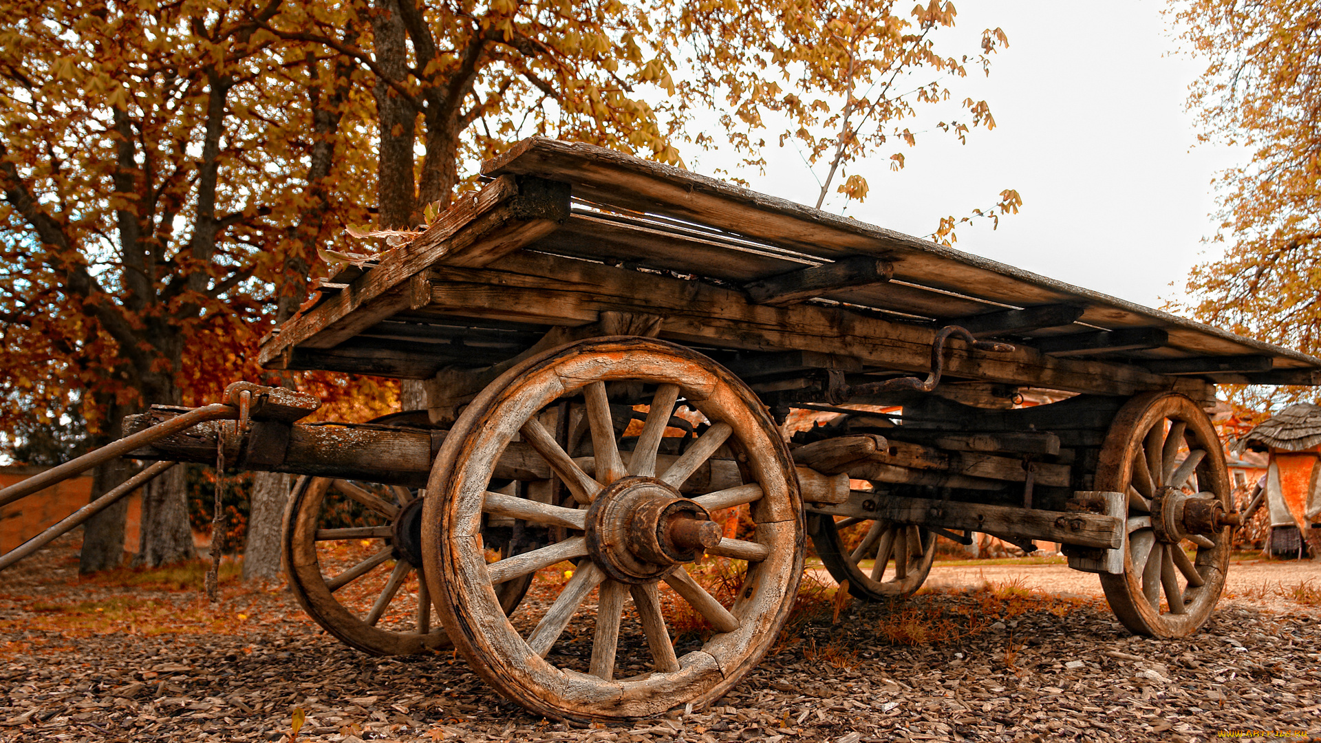 the, cart, разное, транспортные, средства, магистрали, пейзаж, осенний, опушка, телега