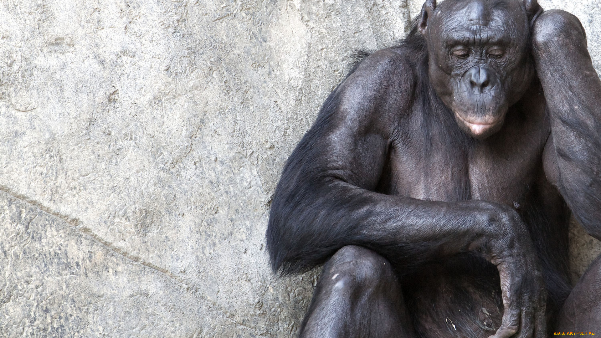 животные, обезьяны, шимпанзе, грусть, задумчивость
