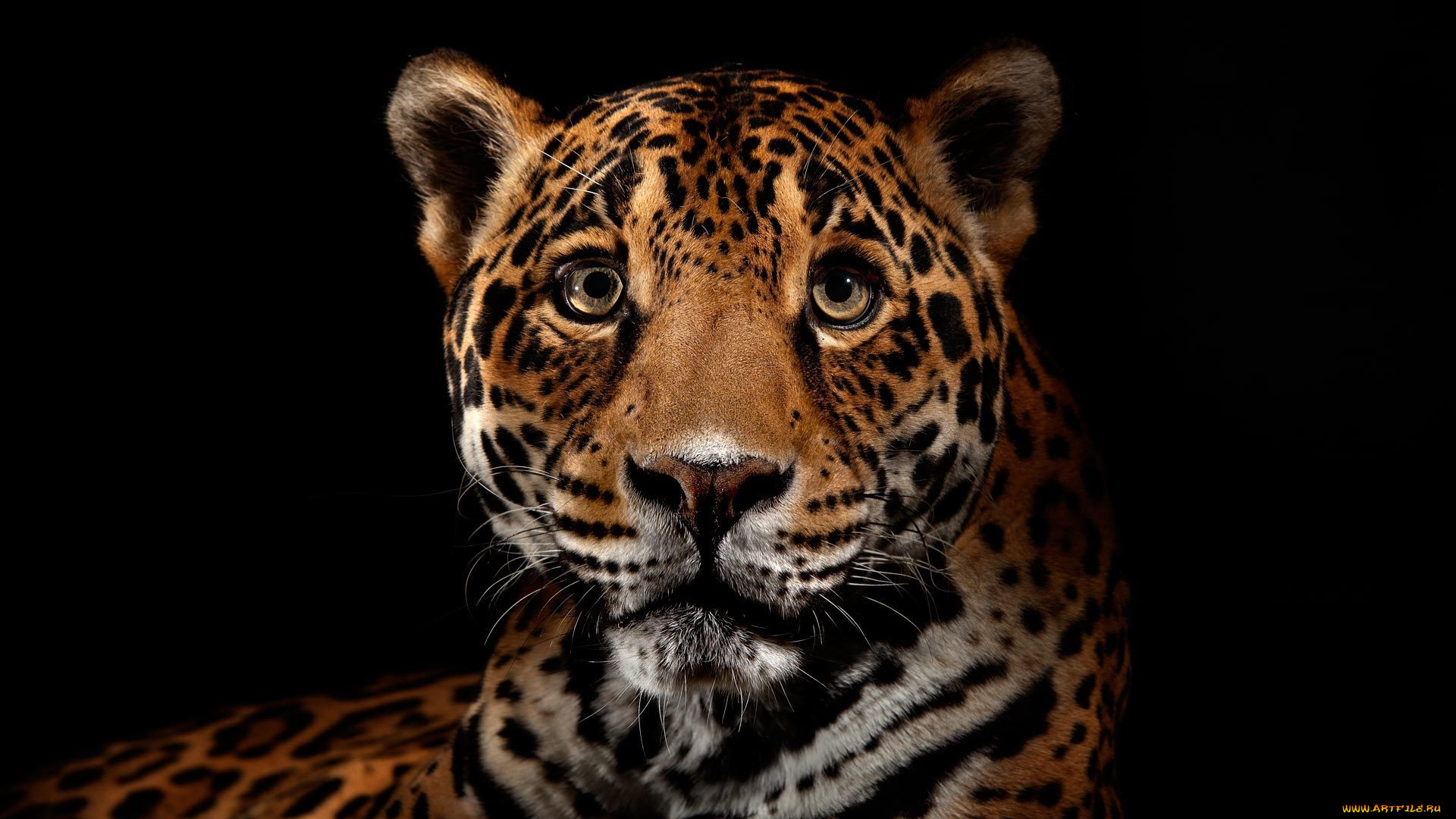 животные, Ягуары, хищник, взгляд, леопард, ягуар