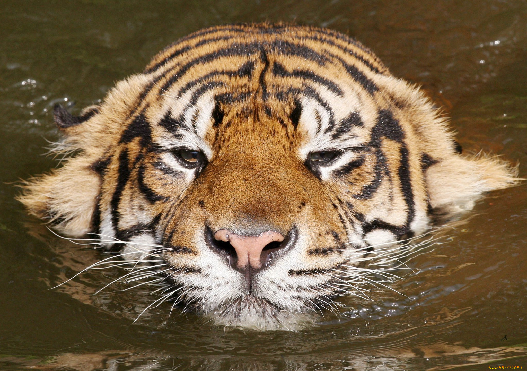плывущий, тигр, животные, тигры, плывёт, вода, морда