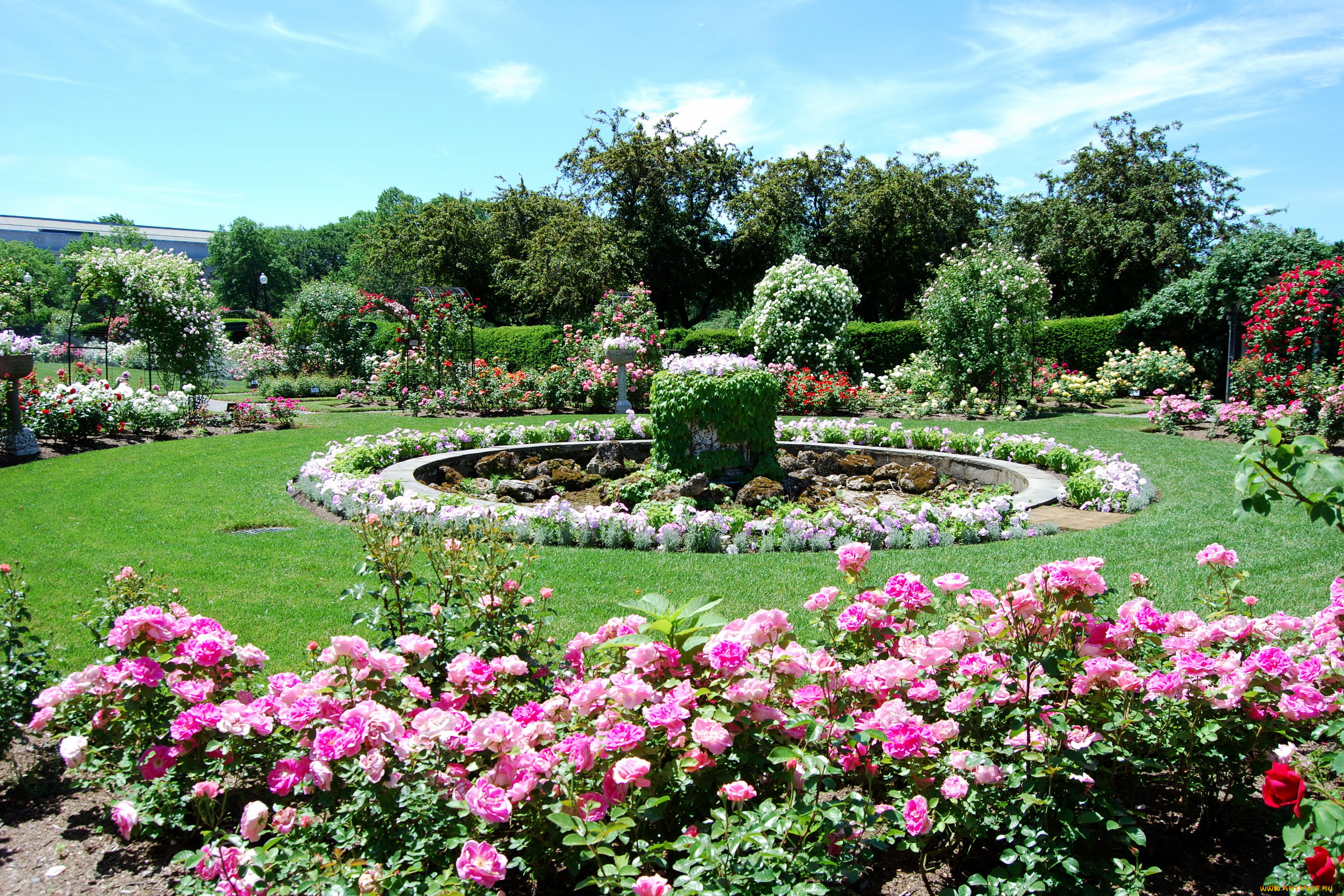 природа, парк, rose, gardens, usa, boston