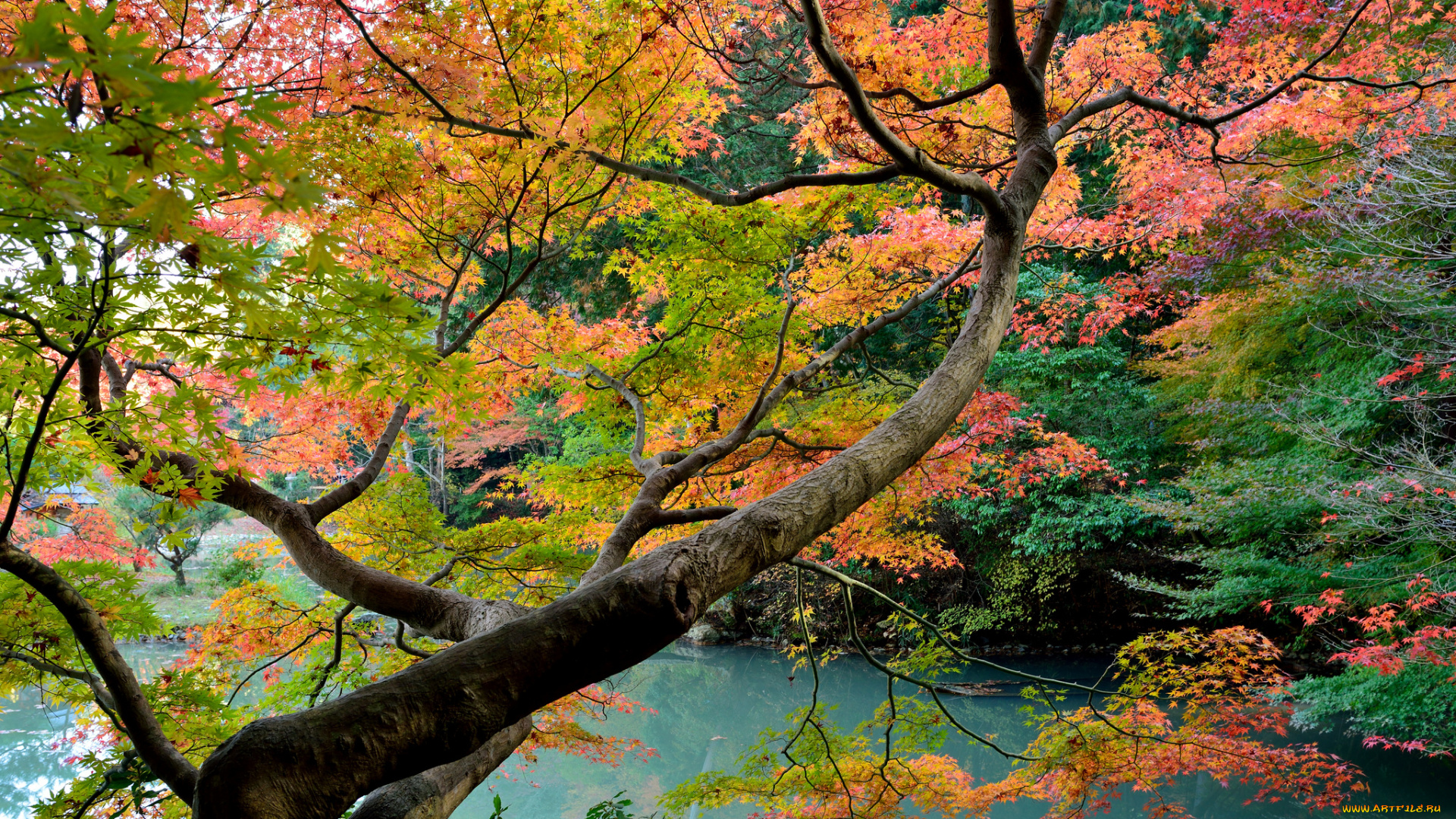 природа, деревья, осень, клен, вода