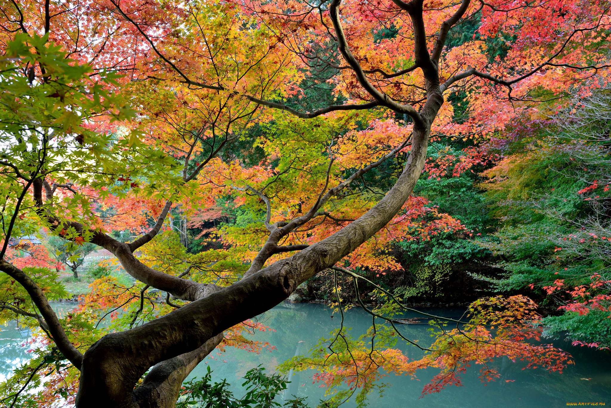 природа, деревья, осень, клен, вода