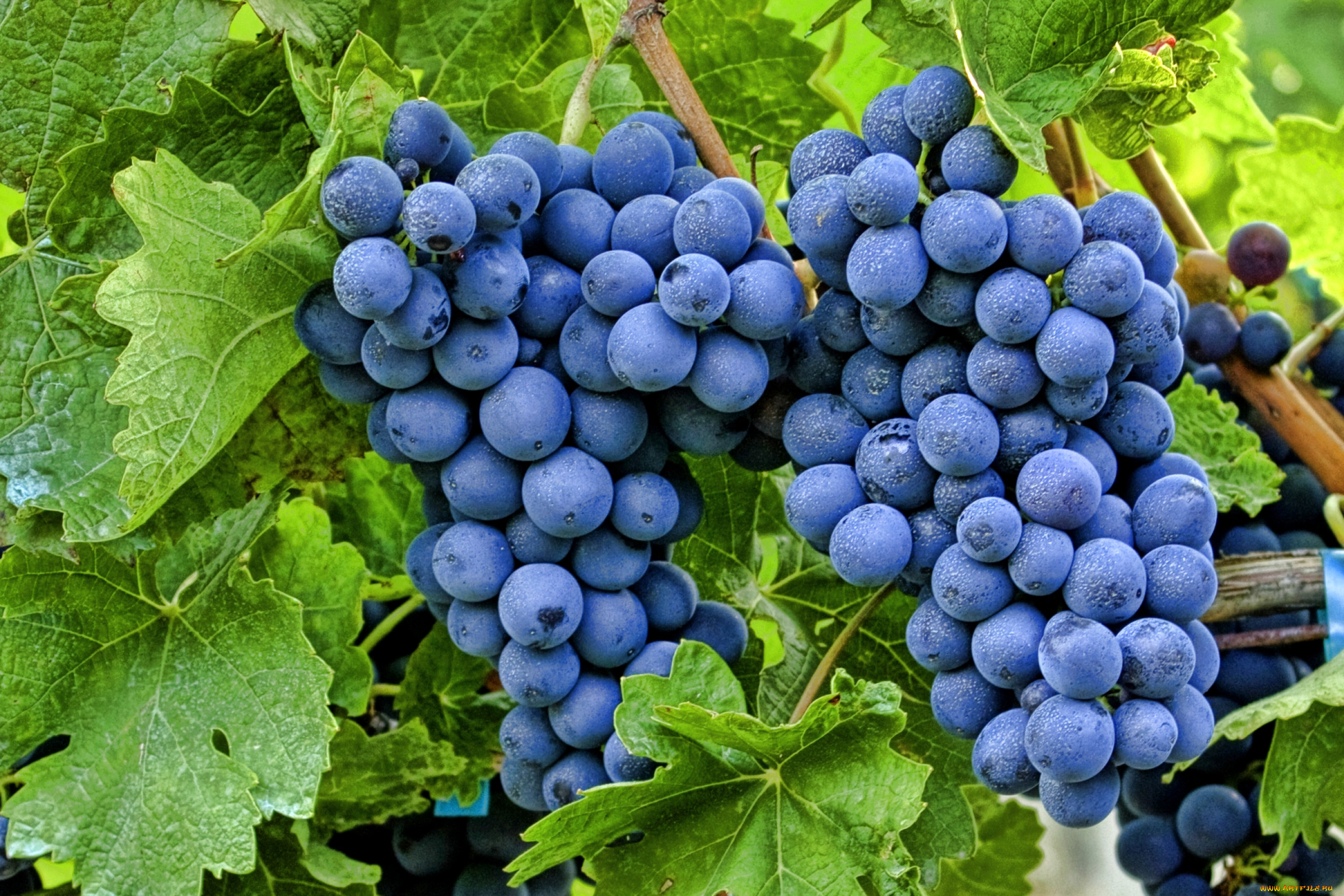 природа, Ягоды, виноград, лоза, гроздь, синий