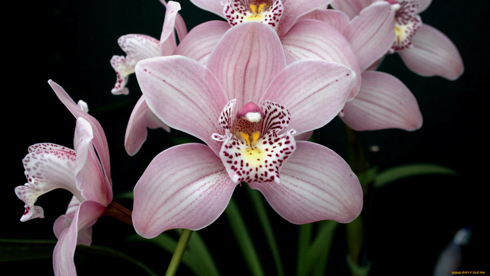 цветы, орхидеи, нежный