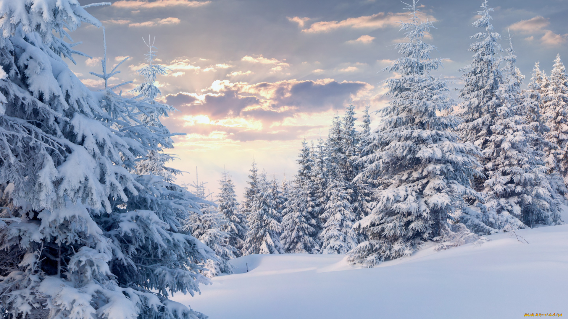 природа, зима, лес, облака, снег, ёлки