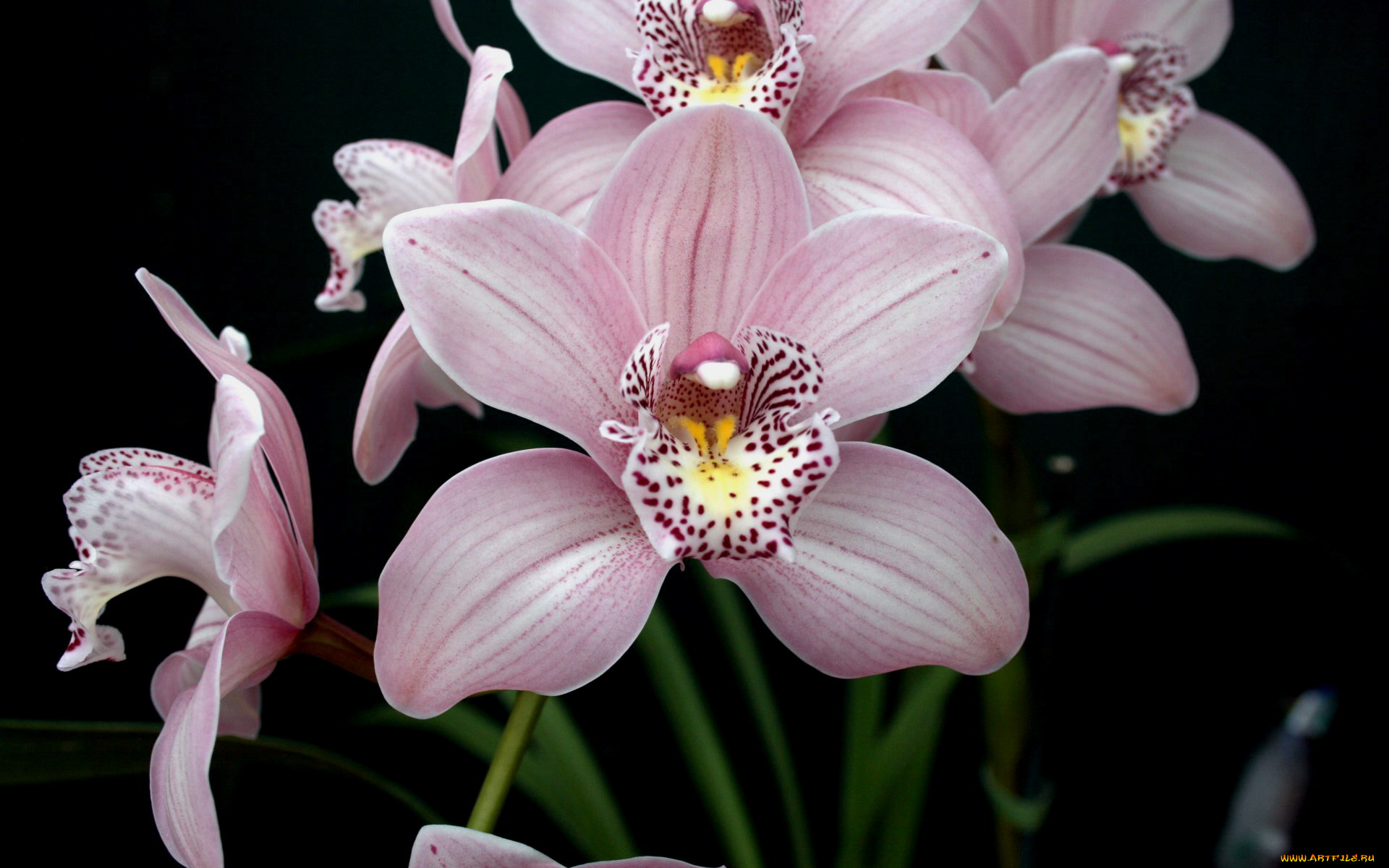 цветы, орхидеи, нежный