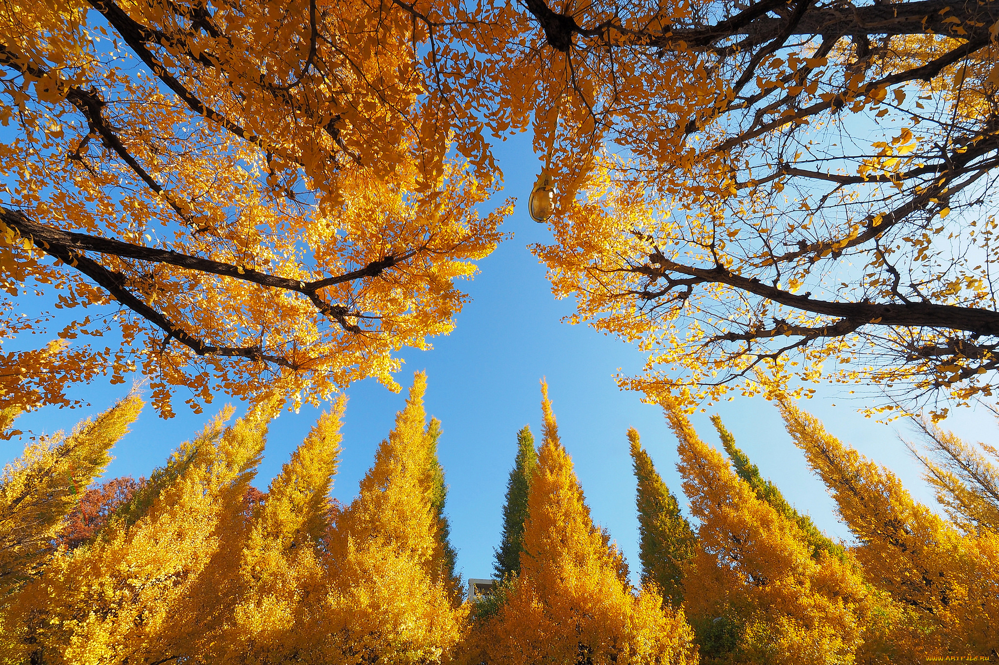 природа, деревья, осень, лес, небо