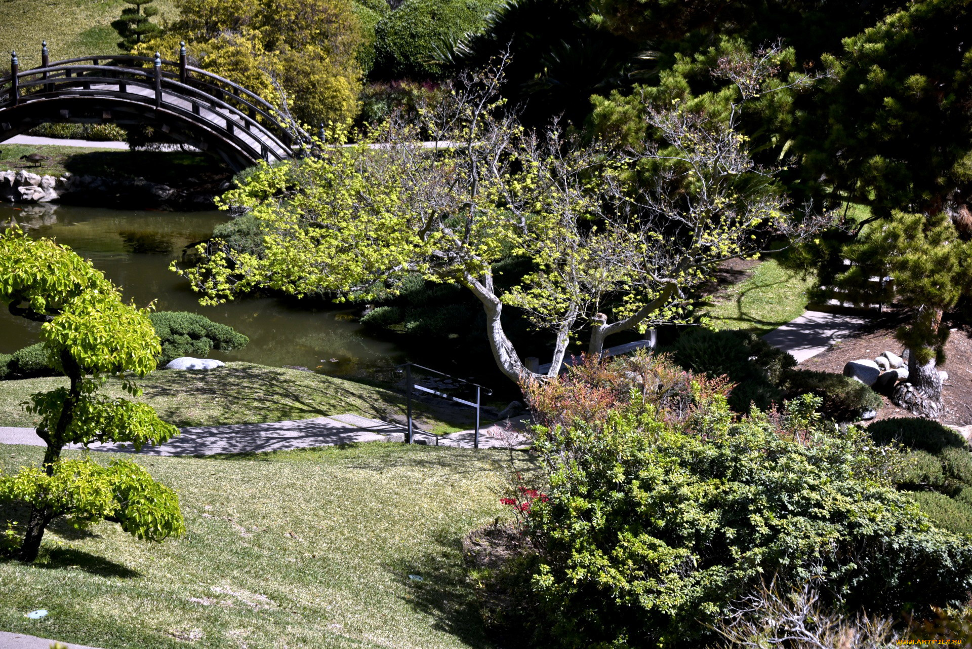 природа, парк, японский, мостик, водоем, сад