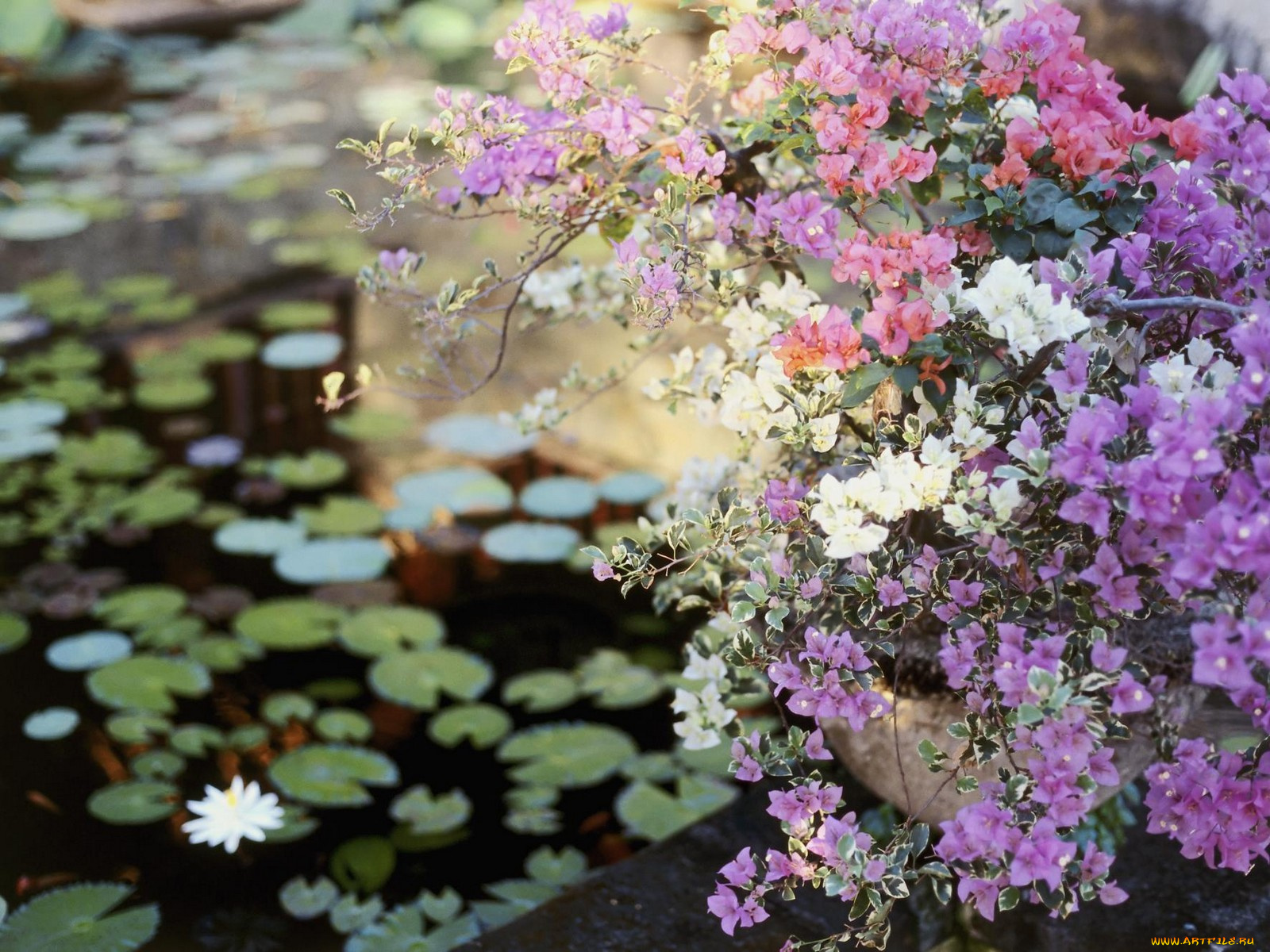 water, garden, bali, цветы, бугенвиллея