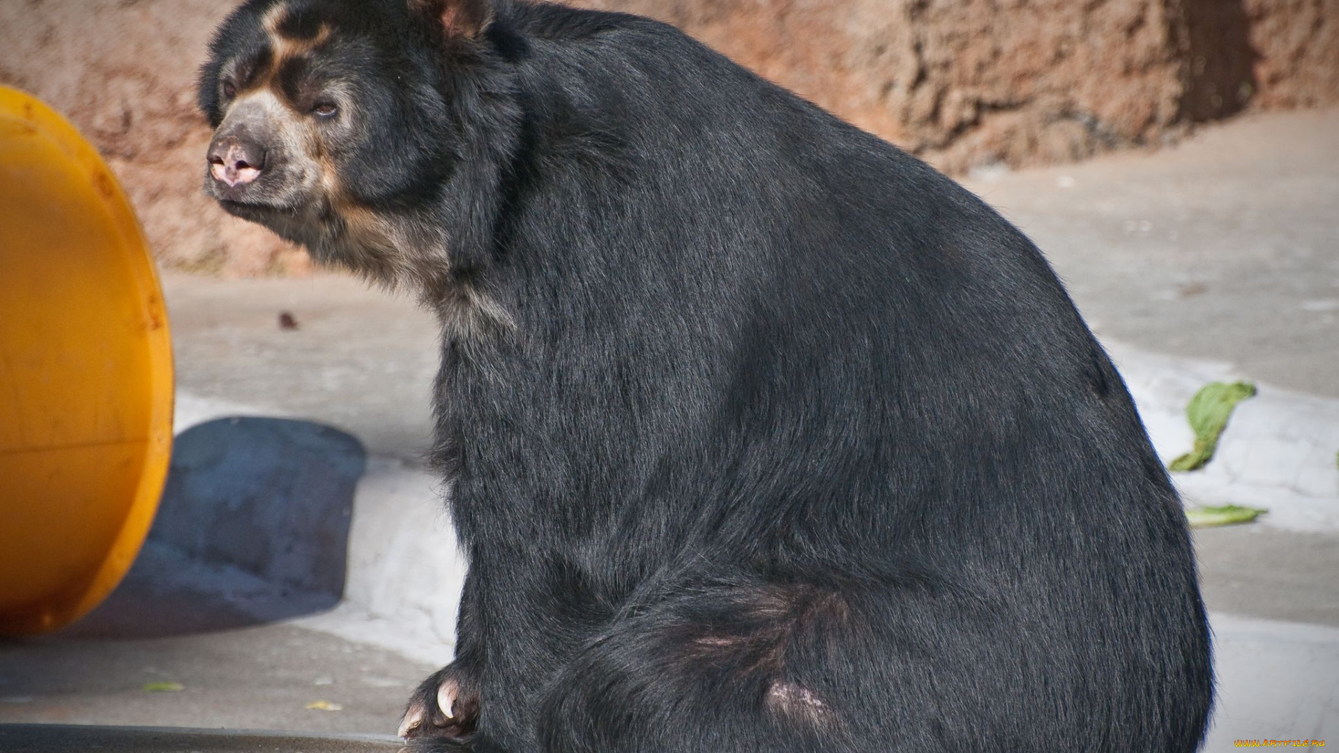 животные, медведи