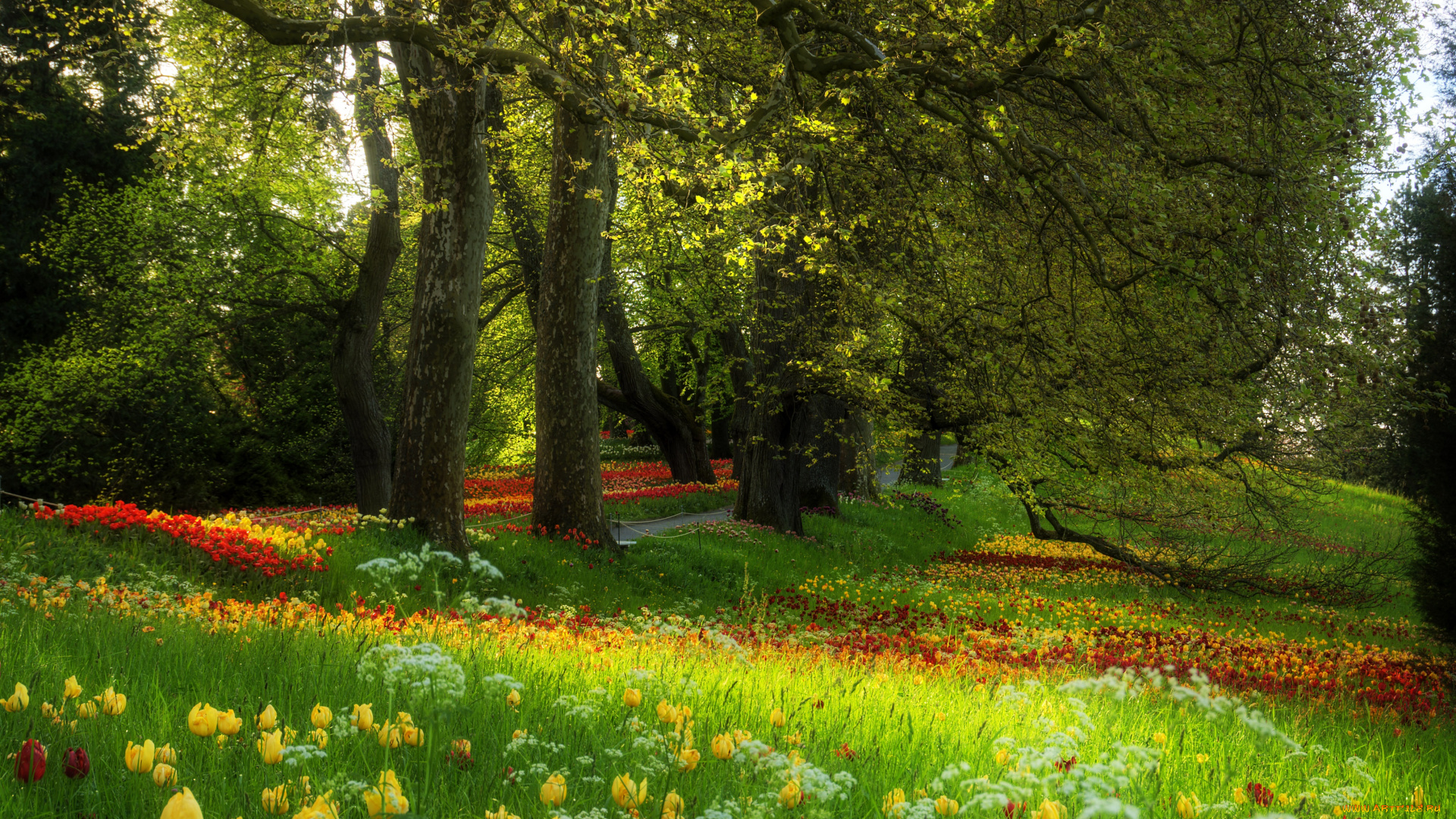 природа, парк, весна, тюльпаны, деревья, цветы