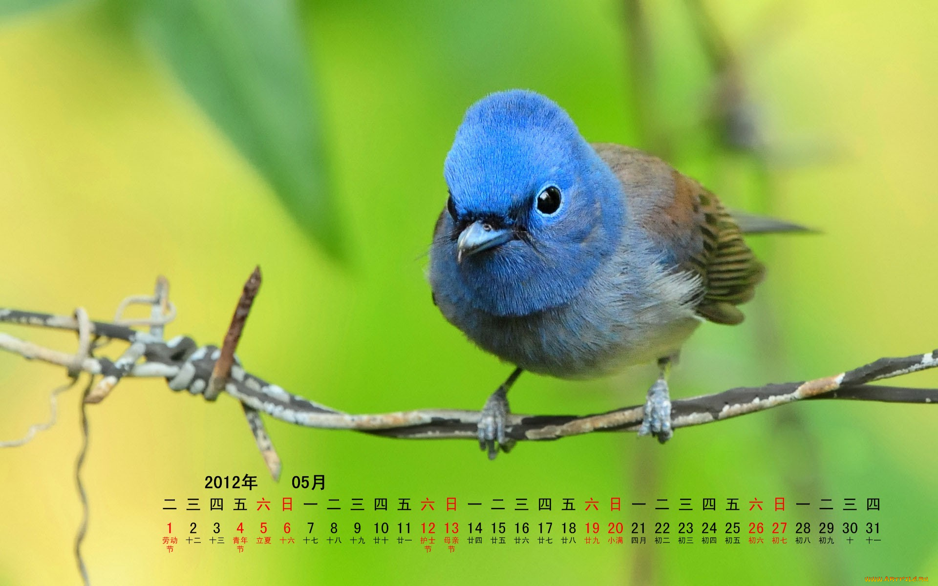 календари, животные, птица, ветка