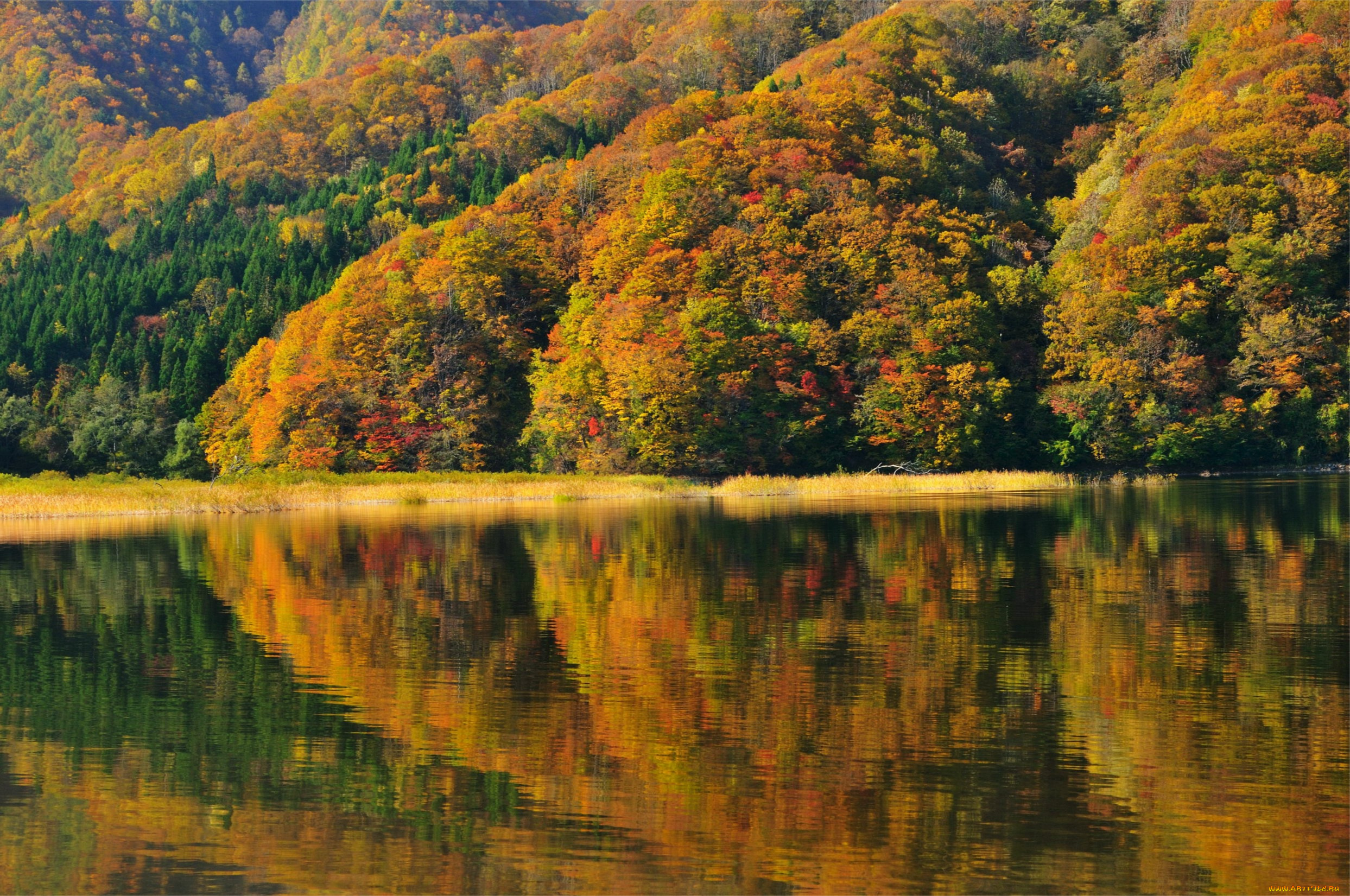 природа, реки, озера, отражение, берег, фукусима, озеро, акимото, деревья, Япония