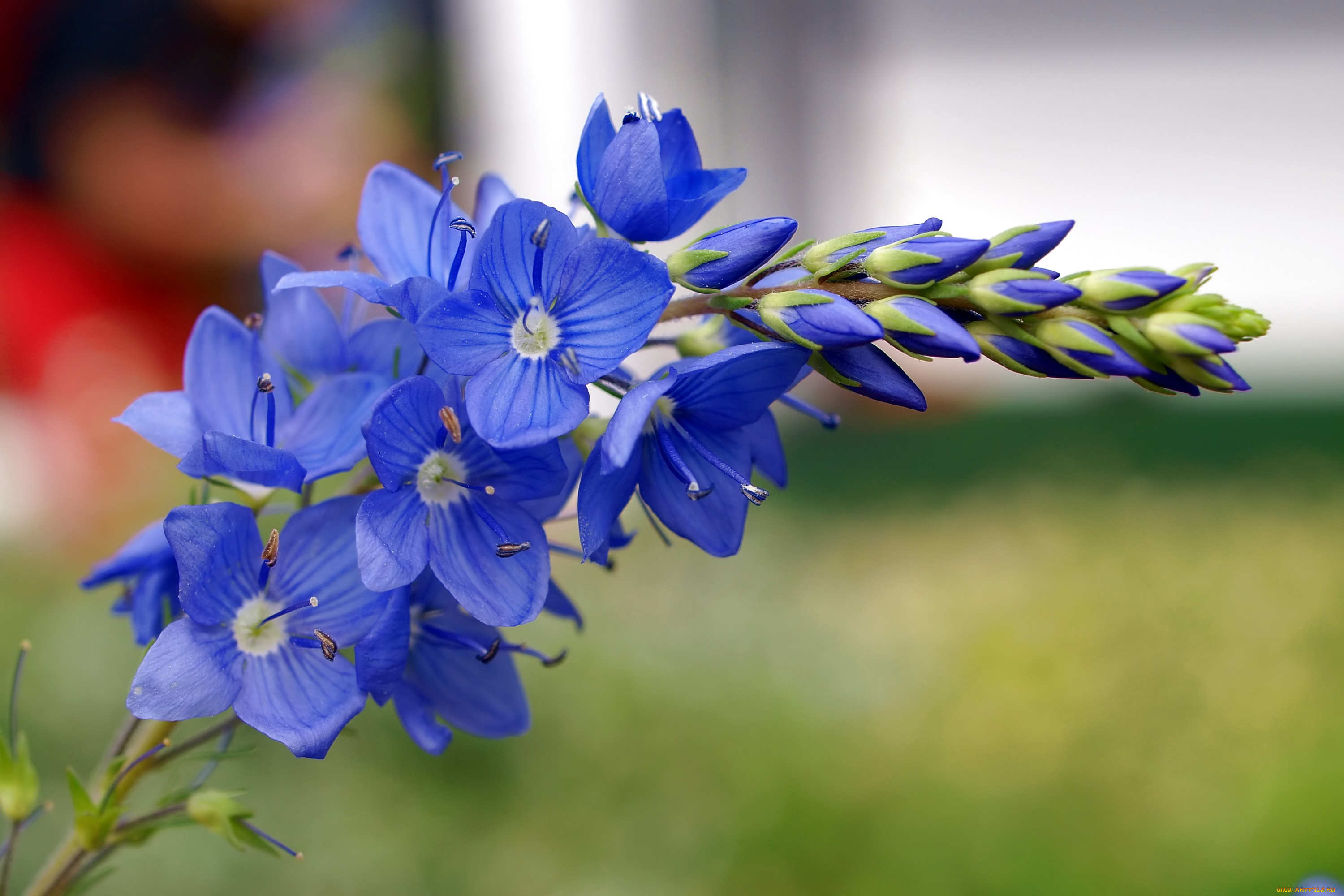 цветы, немофилы, вероники, синий