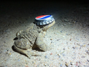 Картинка жабёнок кепке животные лягушки лягушка