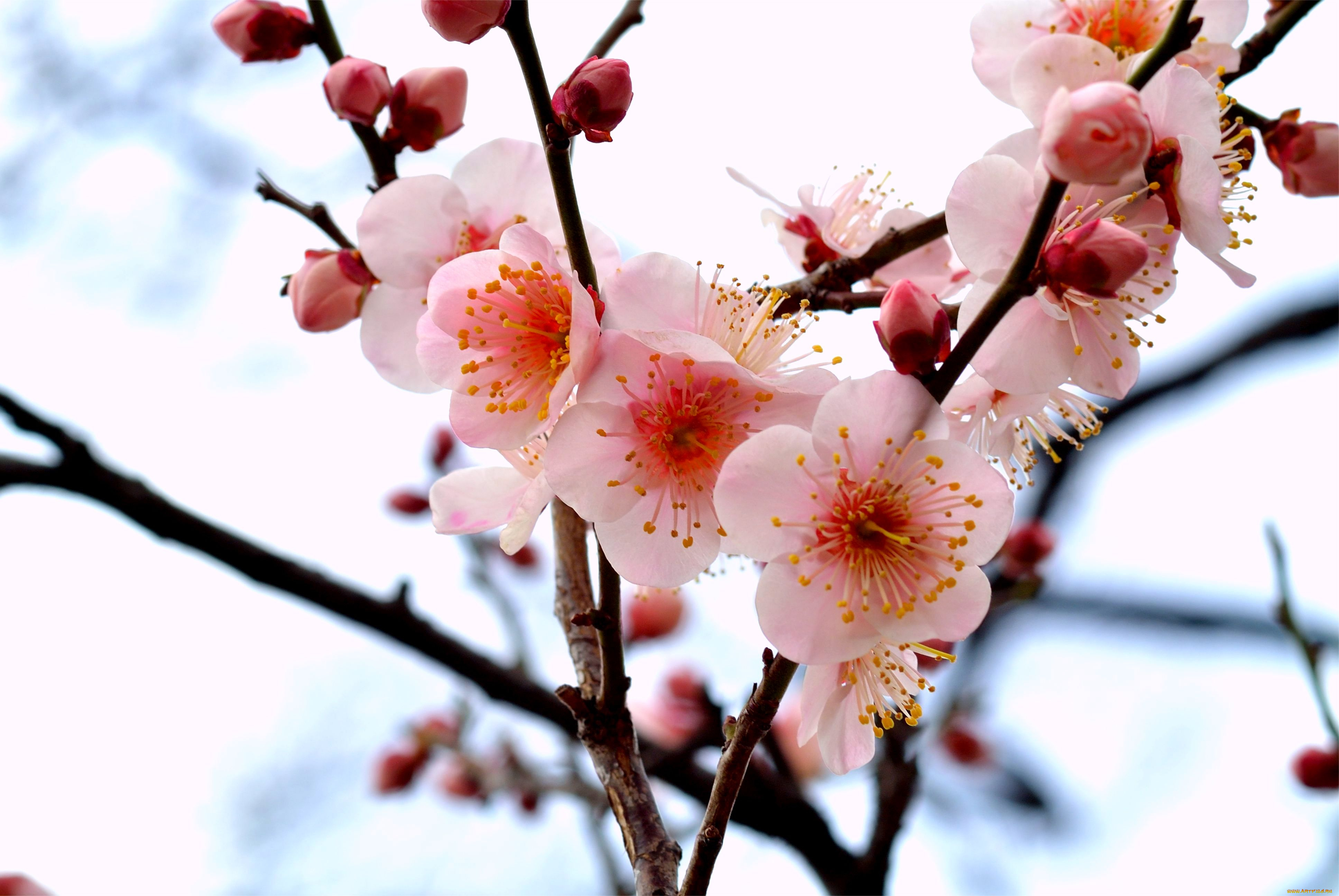 Цветы на ветке. Японская слива цветение. Сакура абрикос. Цветущая ветка Сакуры.