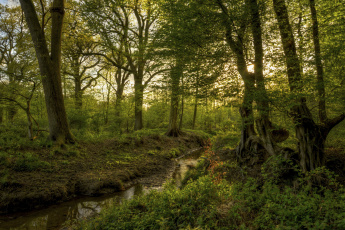 Картинка природа лес ручей солнце лучи