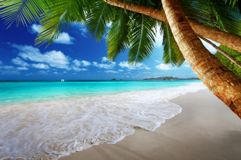 Картинка природа тропики солнце море песок пальмы берег пляж остров океан