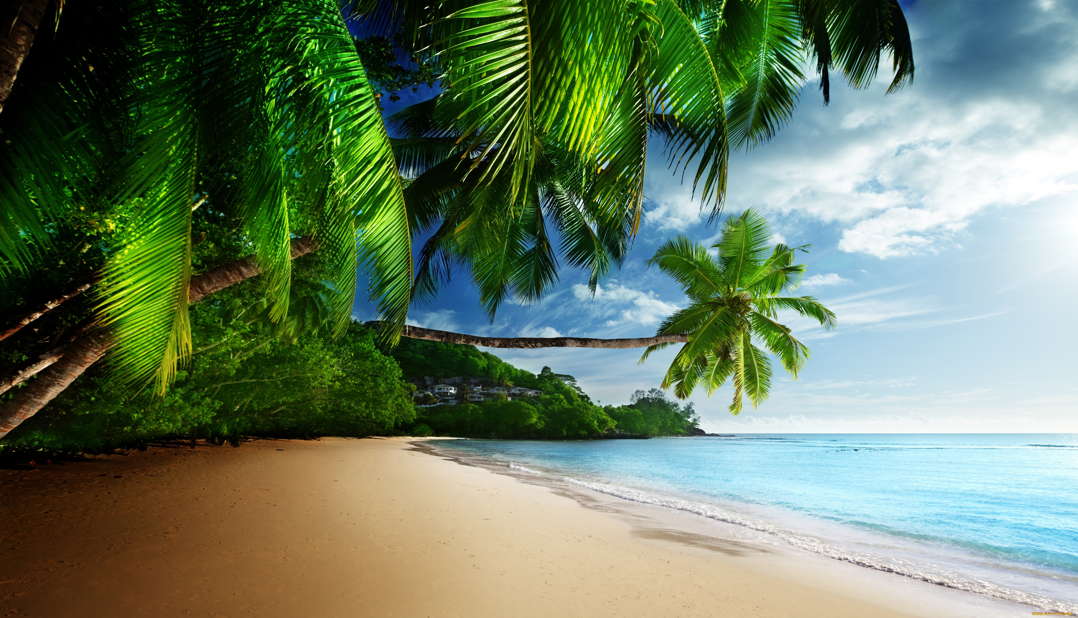 природа, тропики, солнце, море, песок, океан, небо, пляж, берег, пальмы