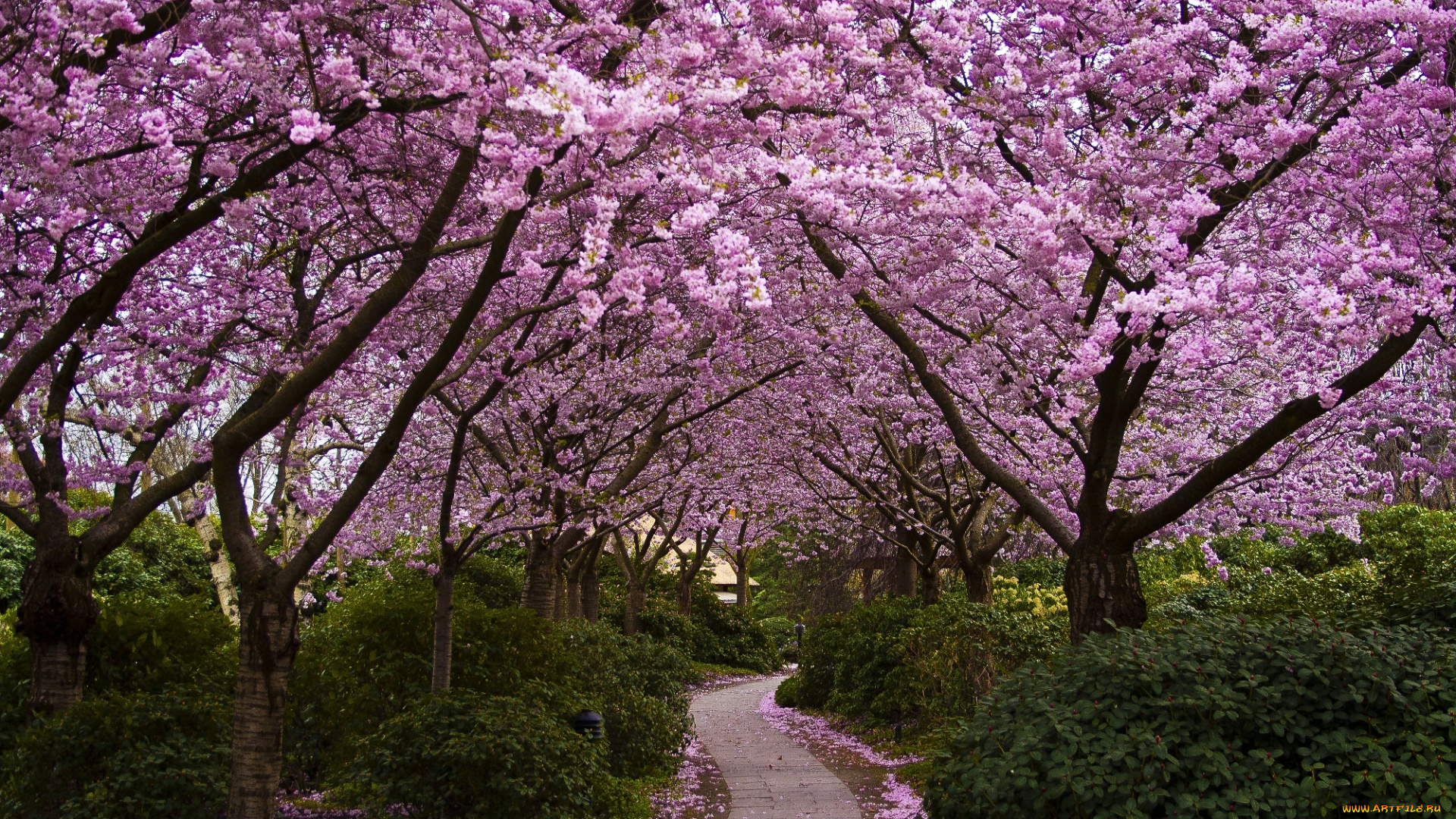 природа, парк, кусты, аллея, цветение, цветы, деревья, сакура, Япония