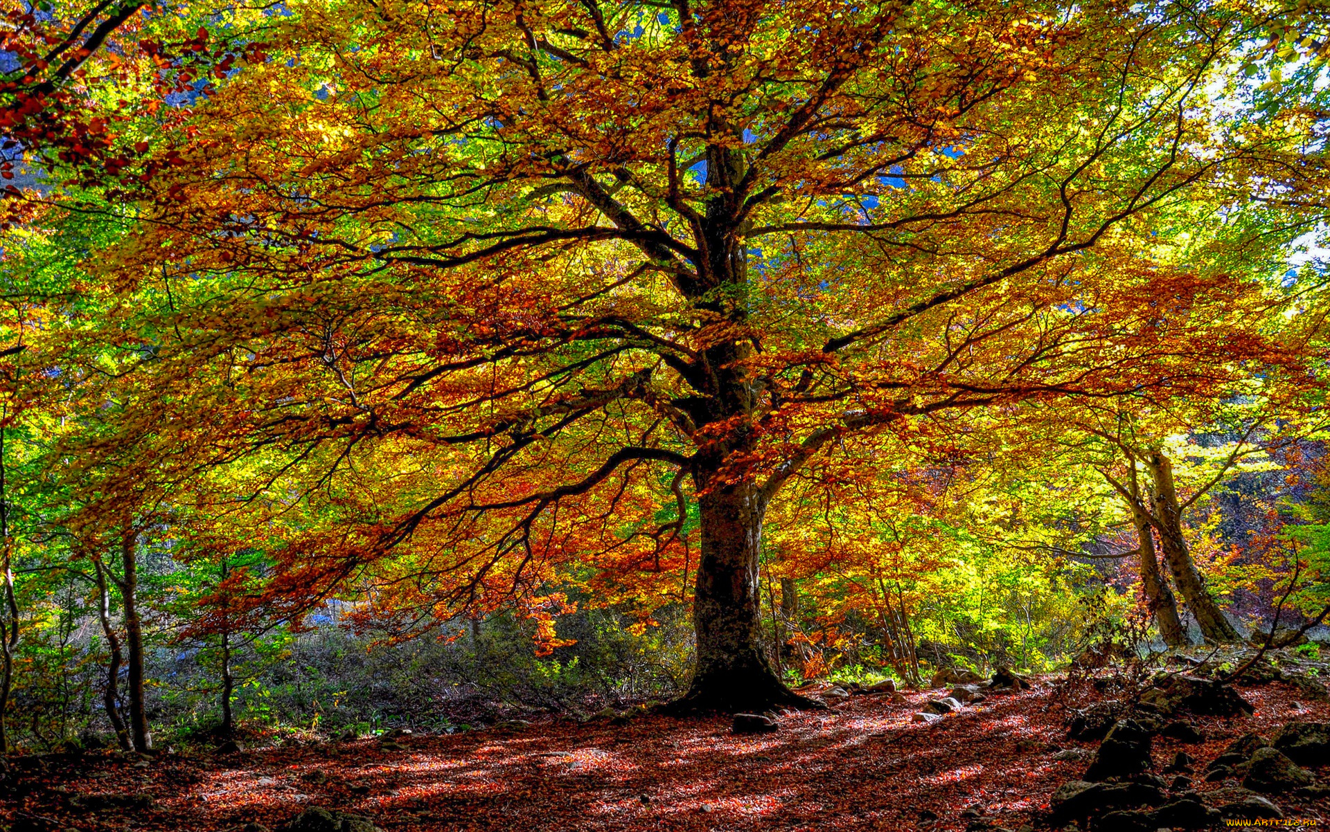 природа, лес, дерево, осень, листья