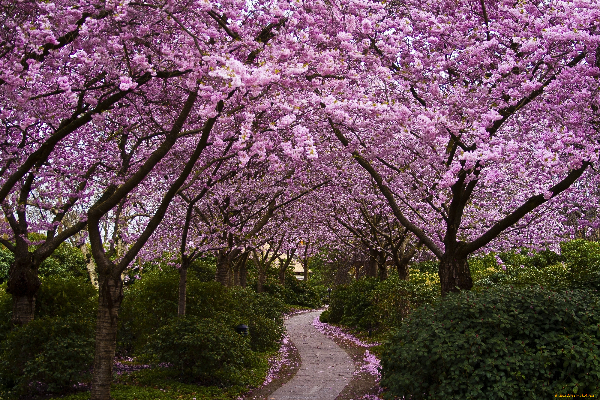 природа, парк, кусты, аллея, цветение, цветы, деревья, сакура, Япония