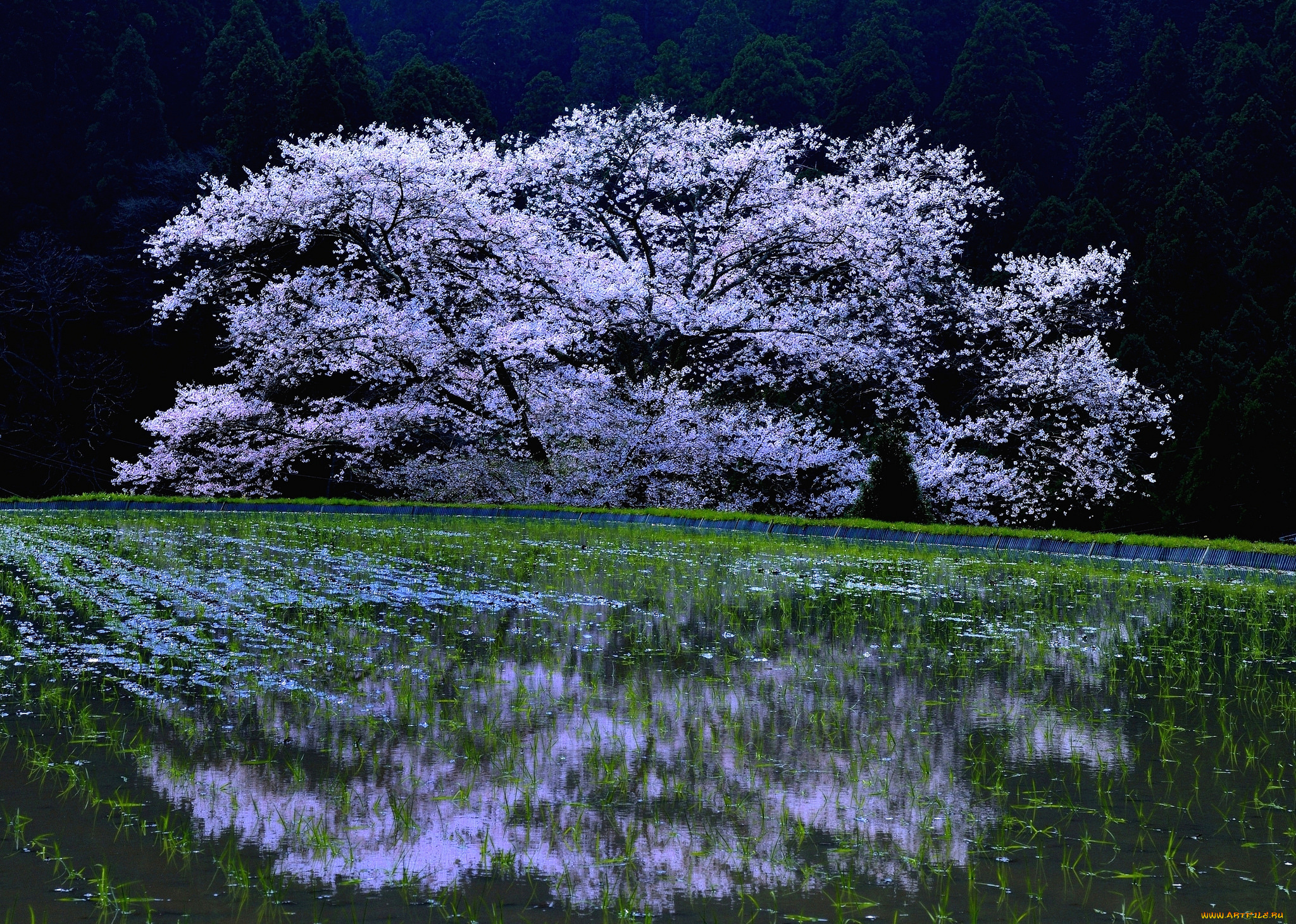 природа, поля, весна, цветение, вишня, sakura, cherry, blossoms, дерево